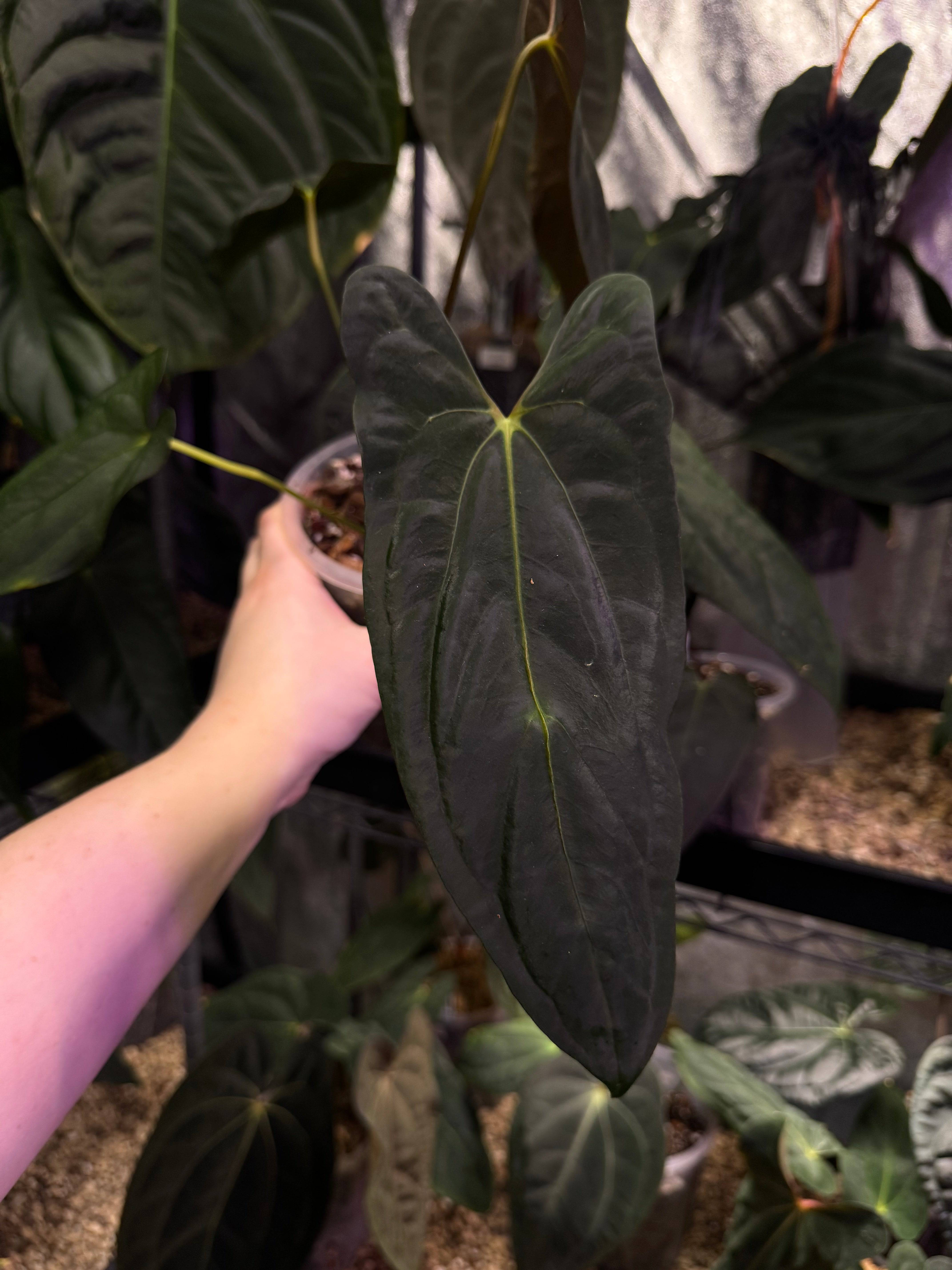 NFS: Anthurium Papillilaminum RLxFS ‘Dagger’ - SMUKHI