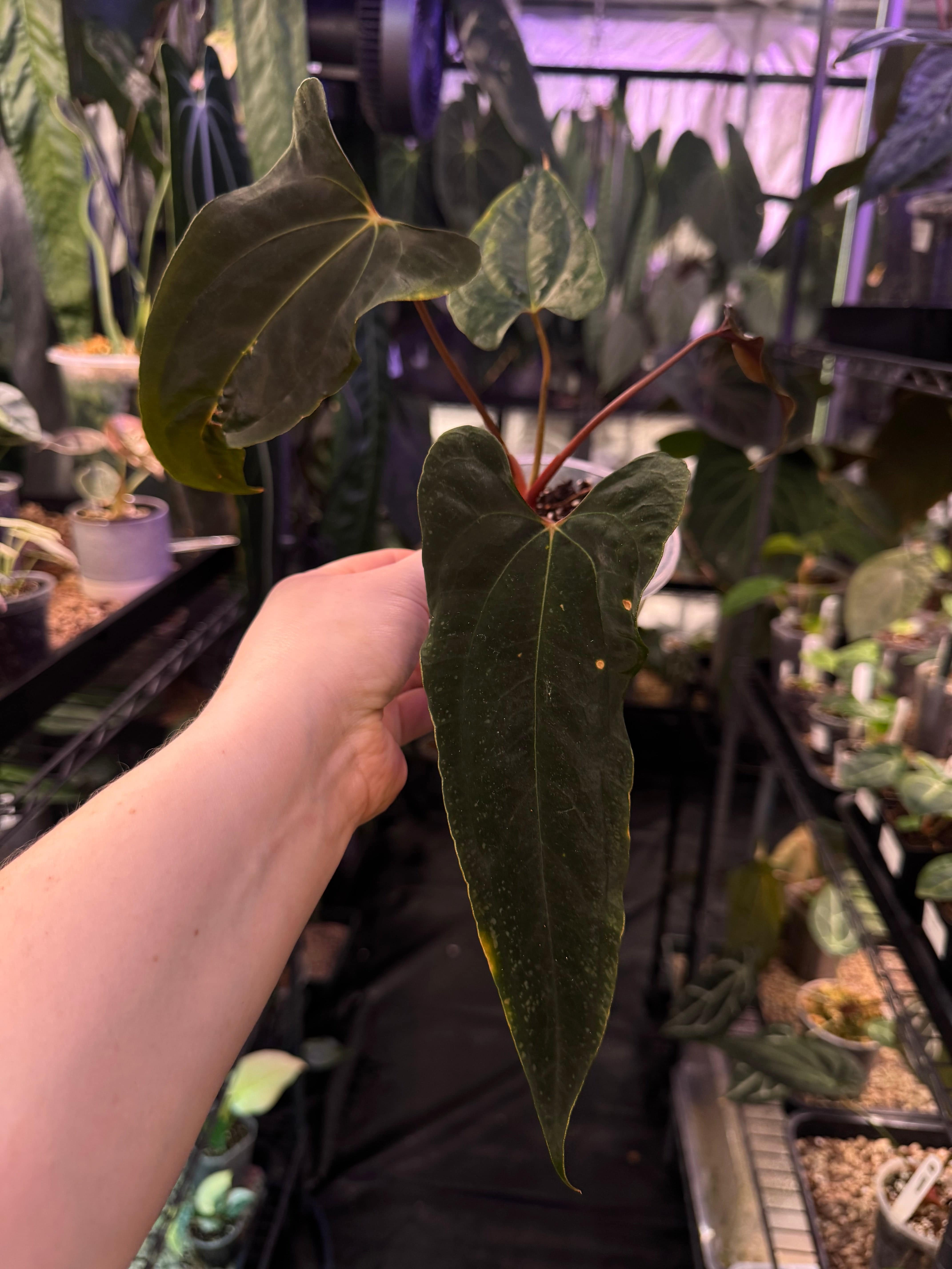 NFS: Anthurium Ralph Lynam x self - SMUKHI