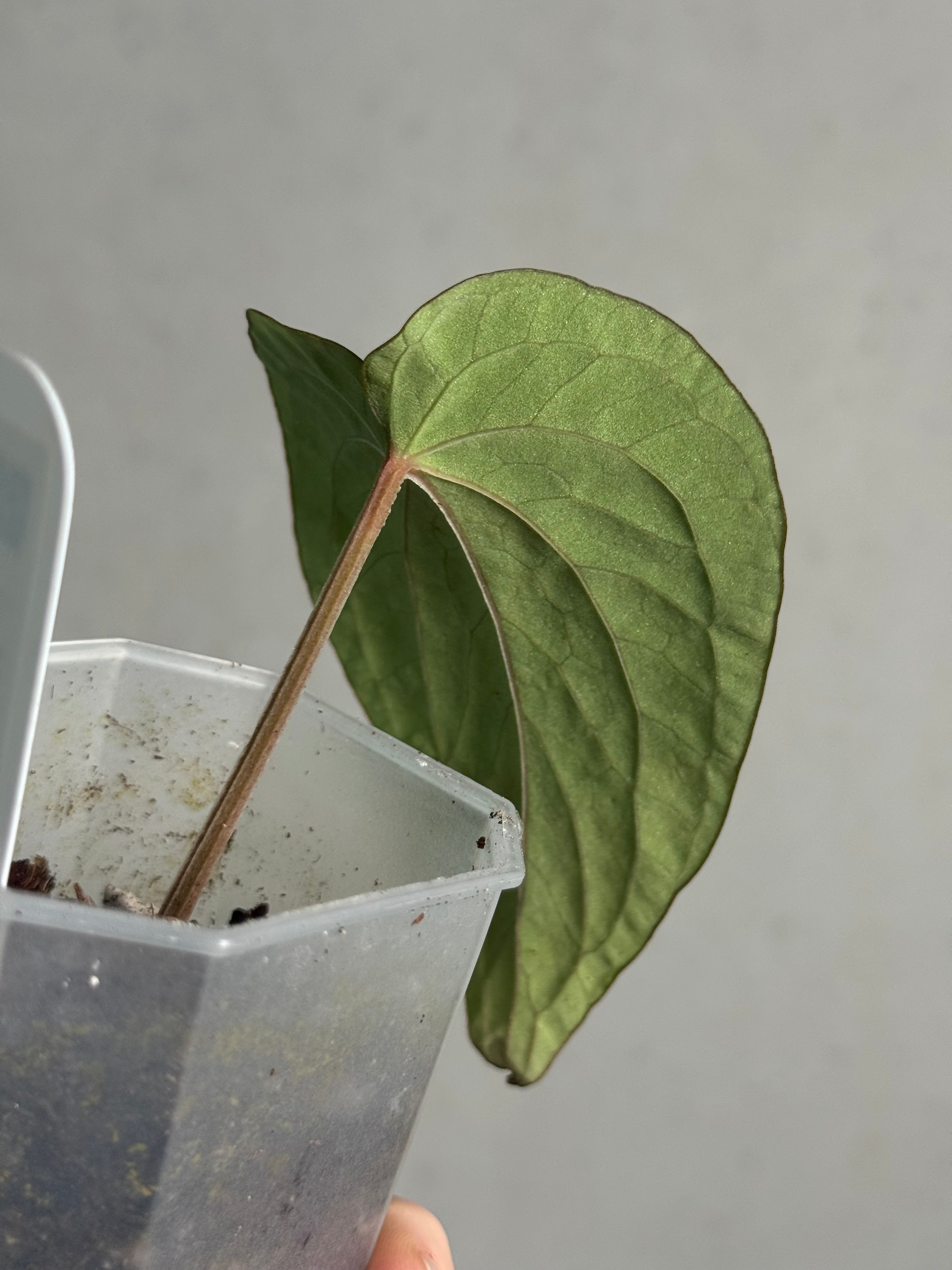 Anthurium Kunayalense F1 - Clone - Pre-order - SMUKHI