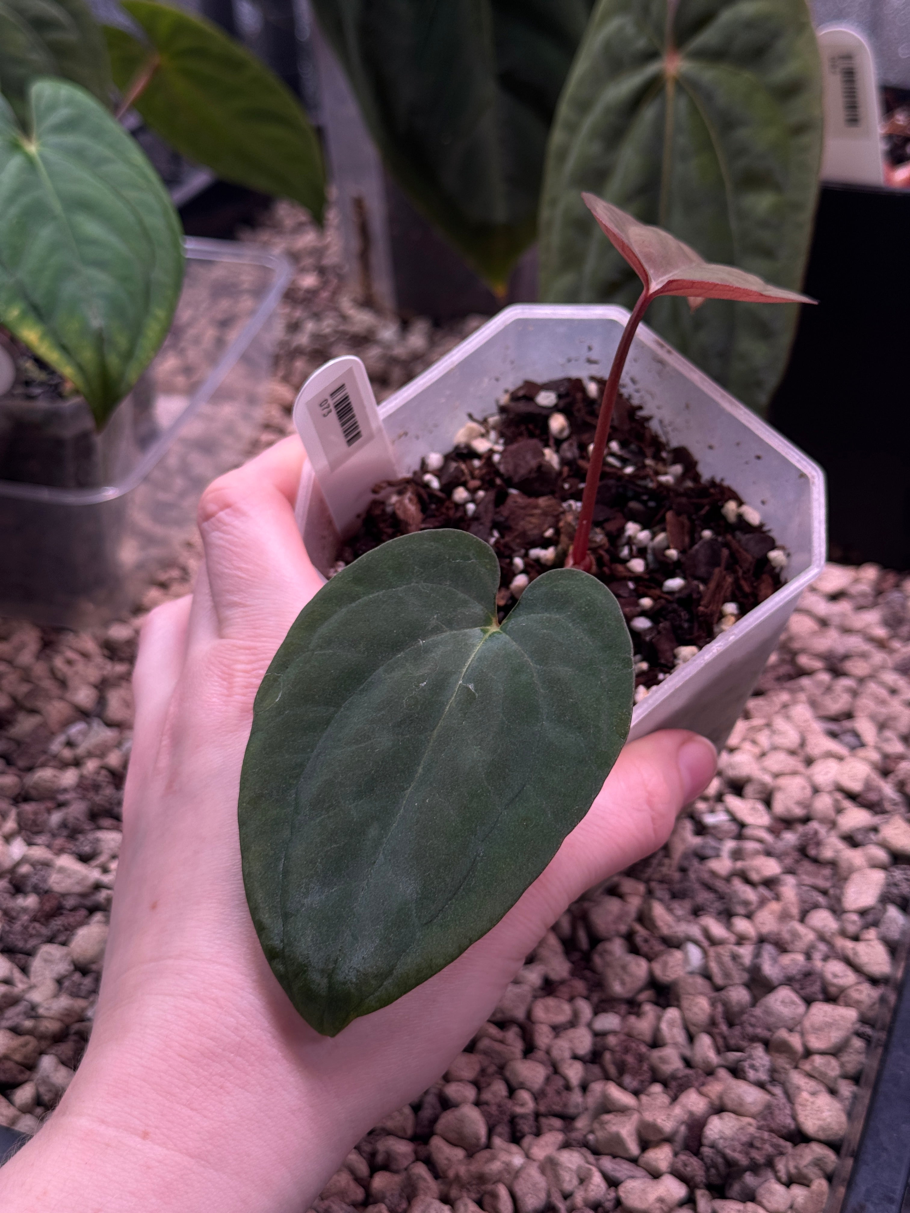 Anthurium Papillilaminum WU1 x BVEP 'Oliver' - Clone