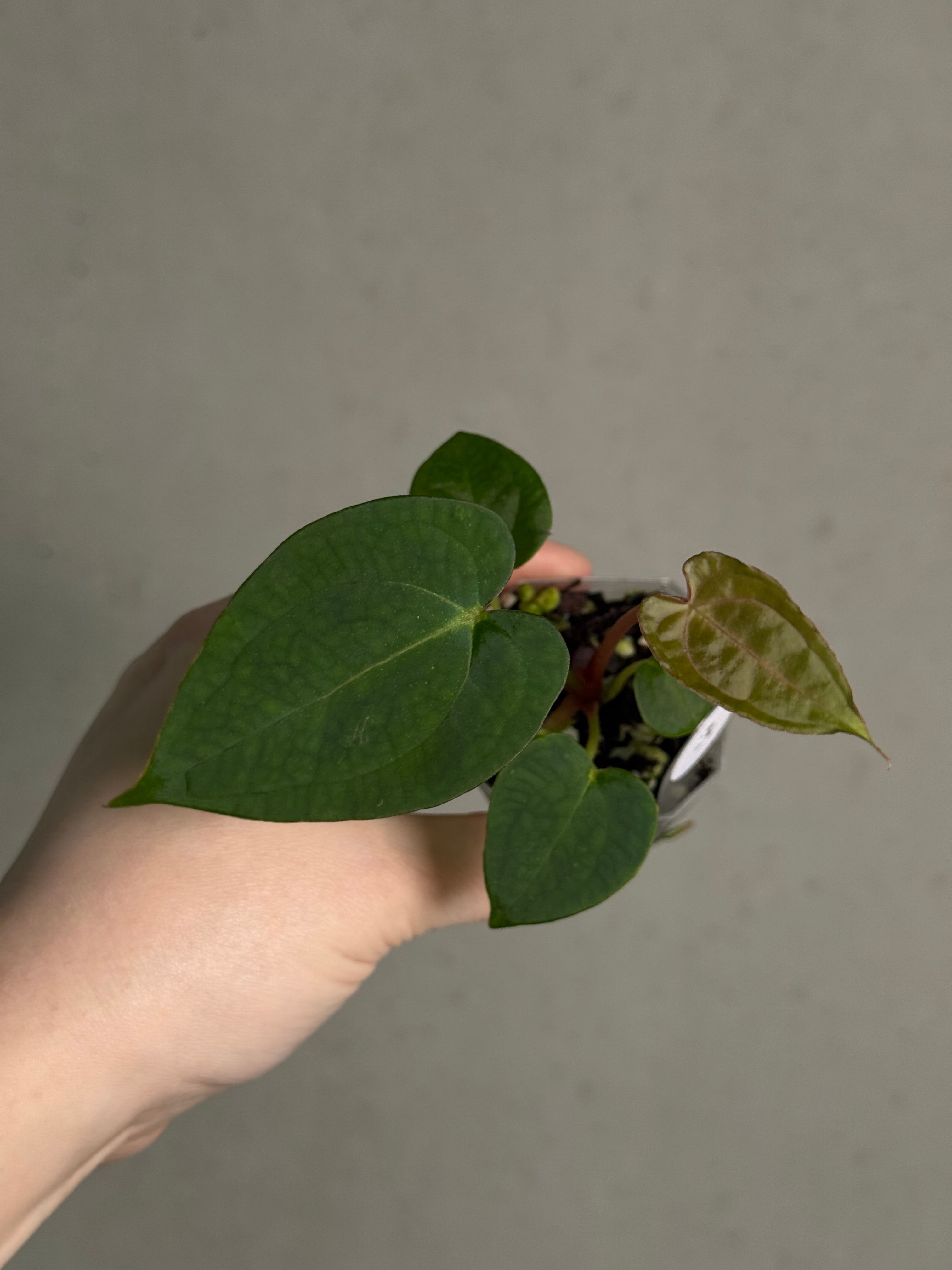 Anthurium (Blue Papillilaminum x Forgetii) x (Papillilaminum XOne x XOne) - SMUKHI