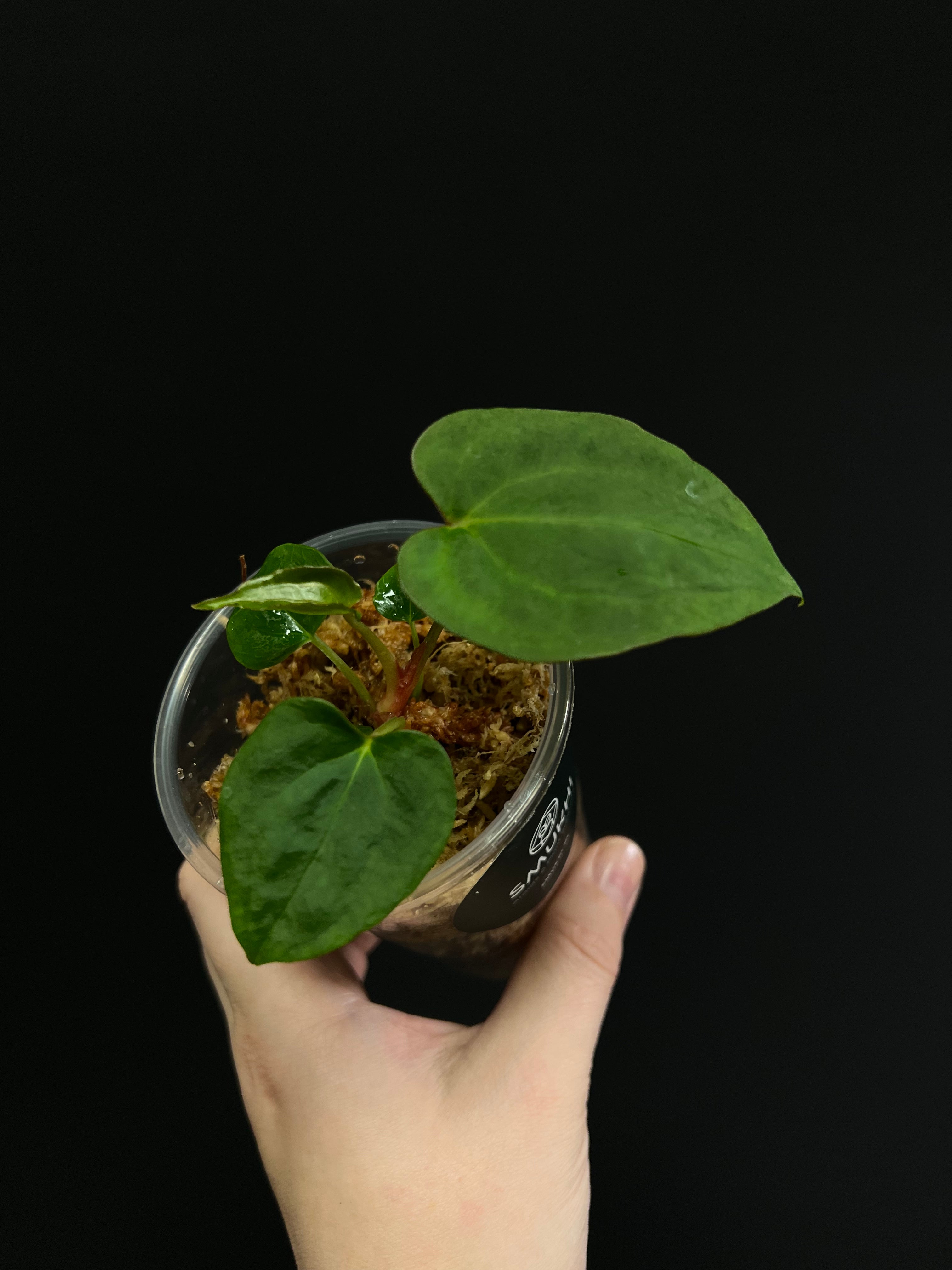 Anthurium Blue Papillilaminum