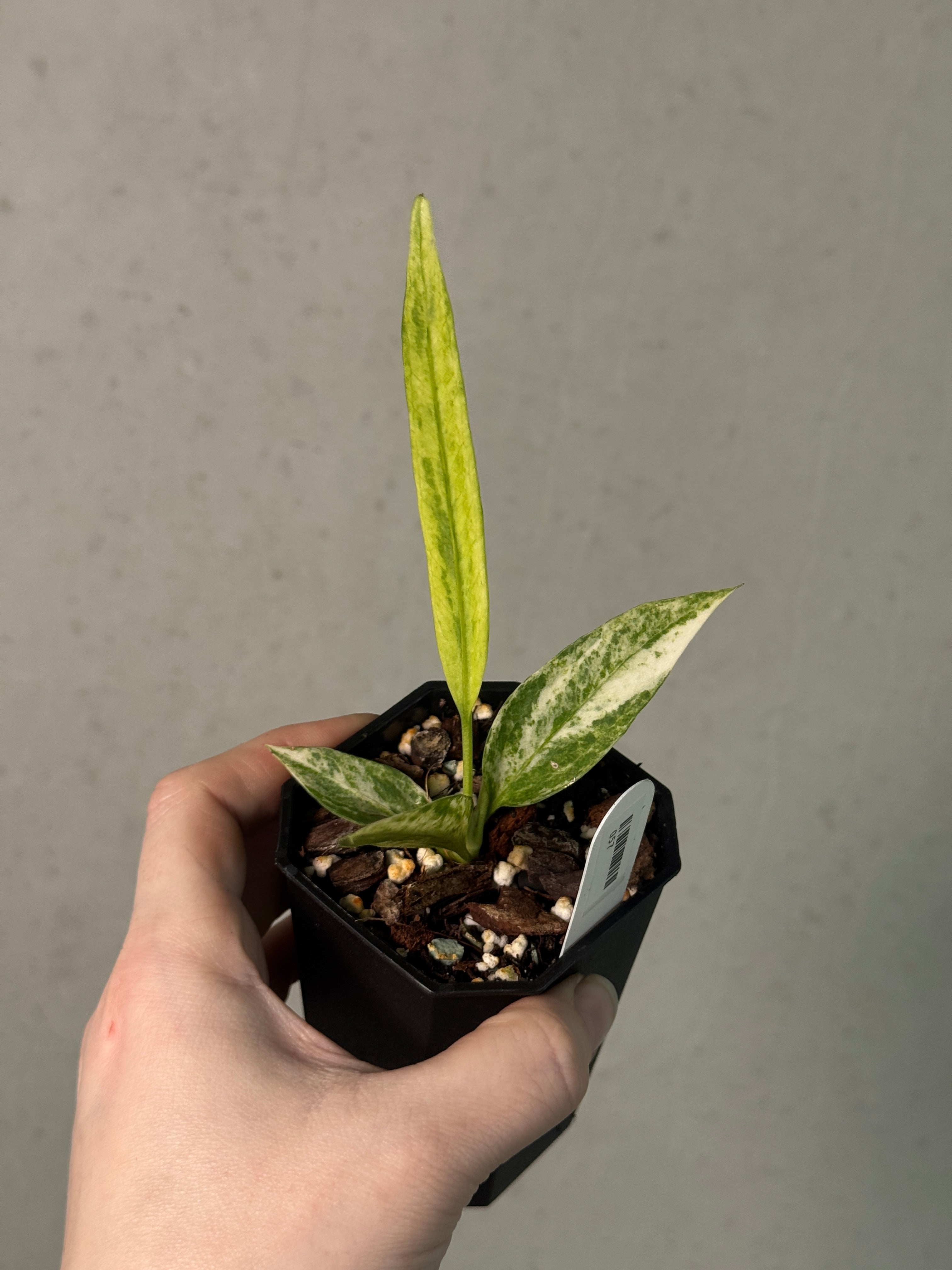 Anthurium Vittarifolium Variegata