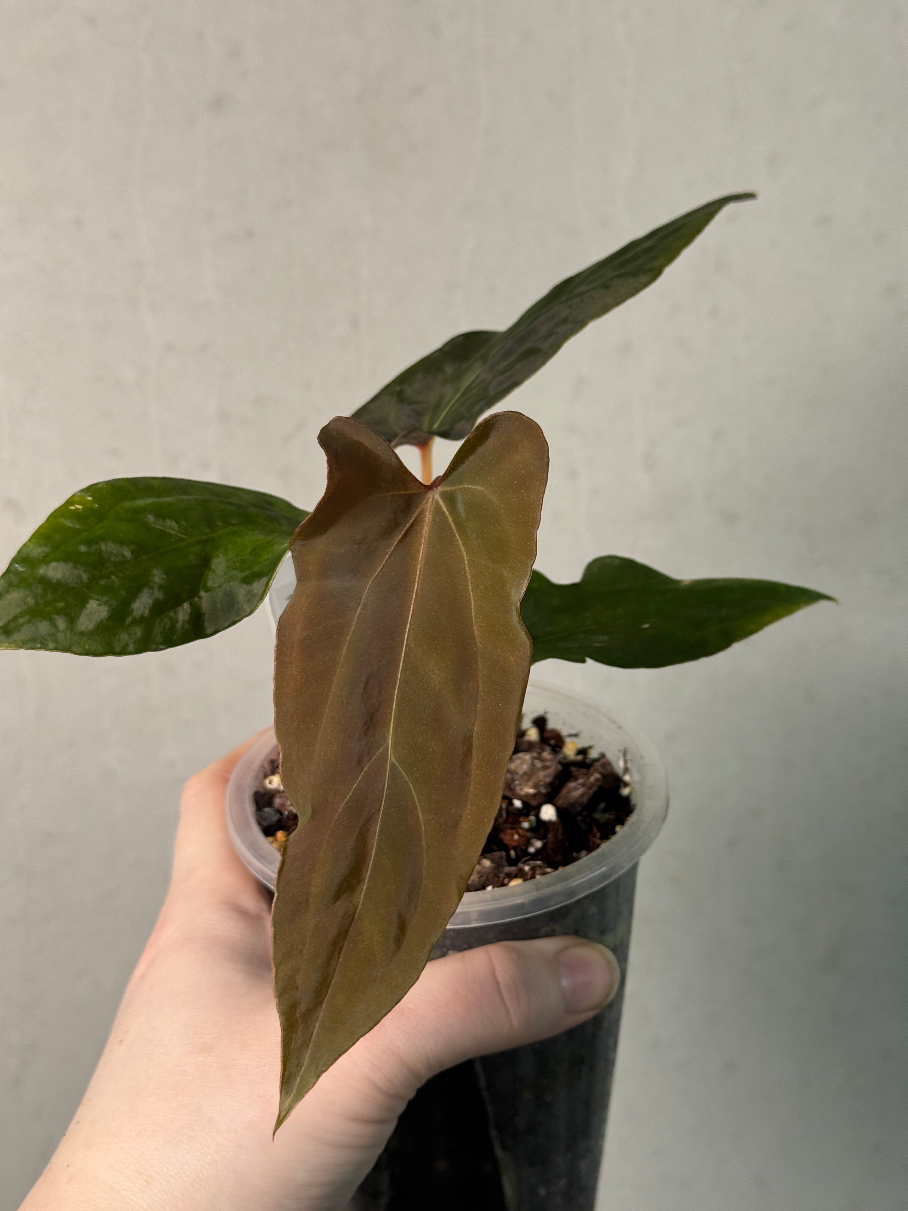 Anthurium Ralph Lynam x self - Clone - SMUKHI