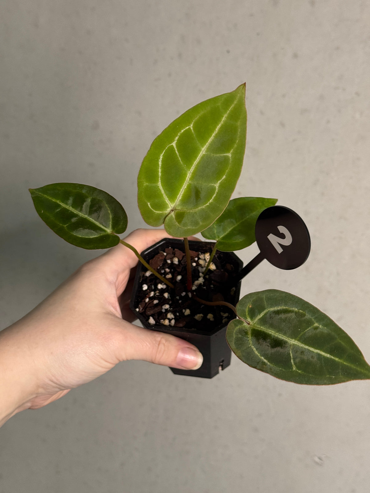 Variegated Stingray Anthurium plant with dark green and variegated leaves, featuring a mix of black, red, and chocolate tones.