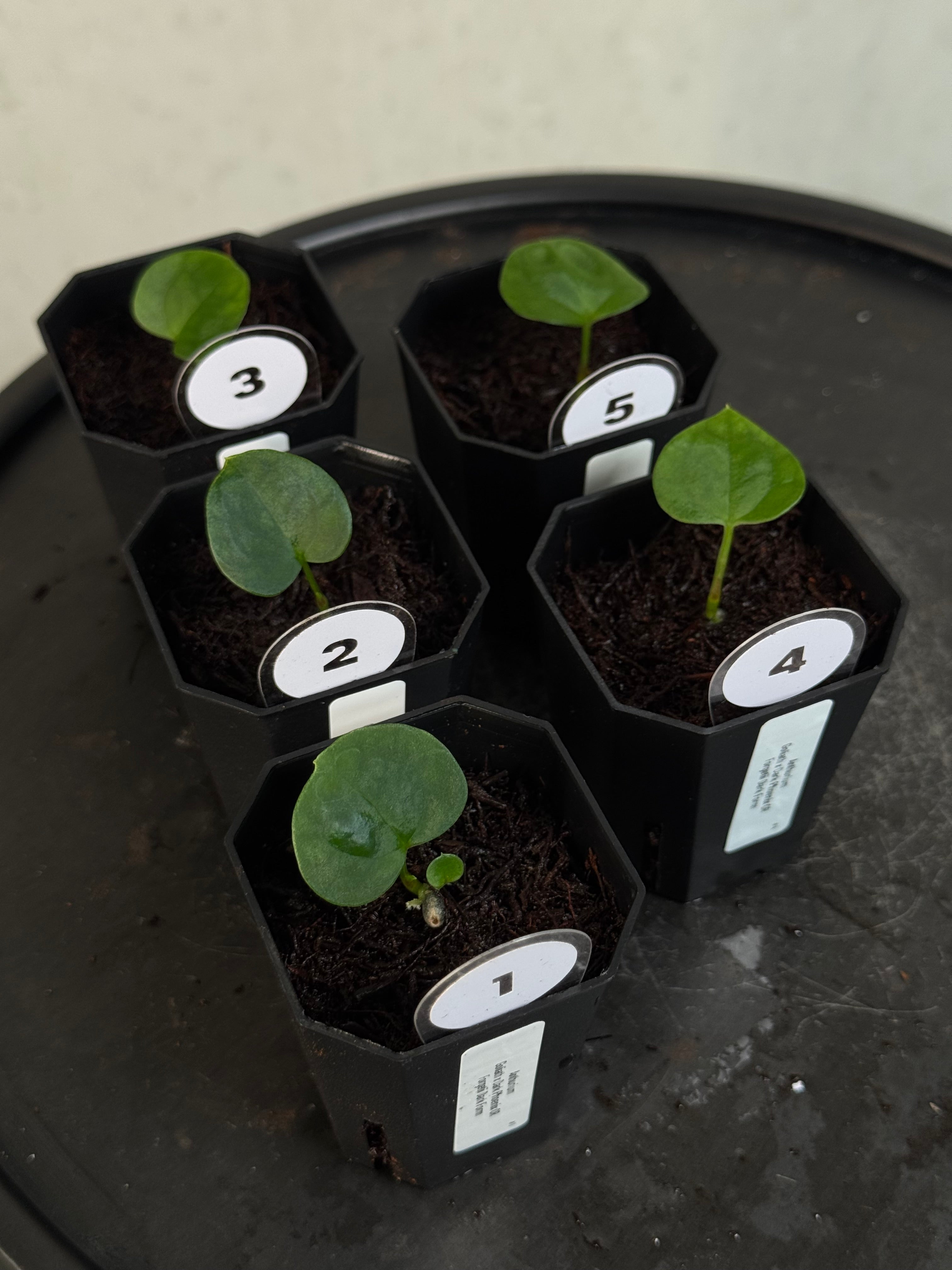 Anthurium Goliath x Dark Phoenix OR Forgetii Dark Form - Seedlings