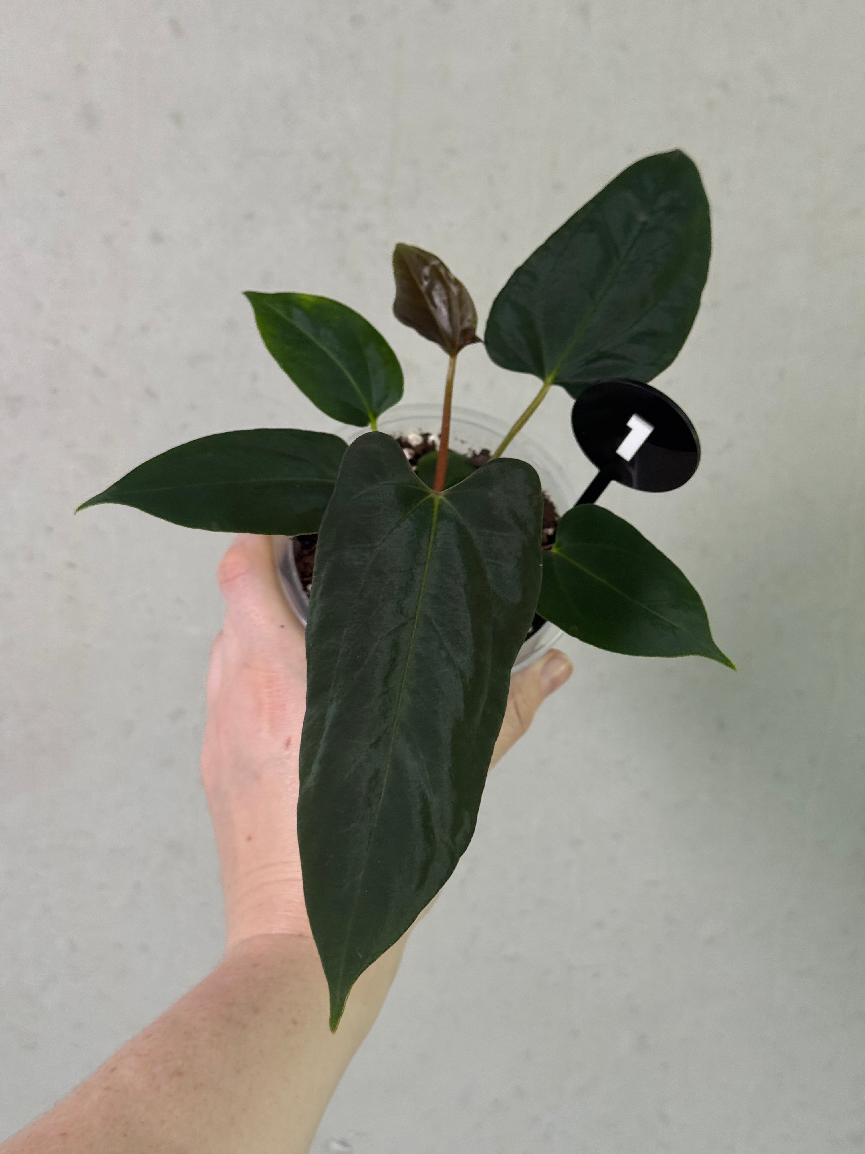 Crystallinaminum Anthurium 'Grim Reaper' x Portillae 'Dorito' plant with dark green leaves and unique foliage.