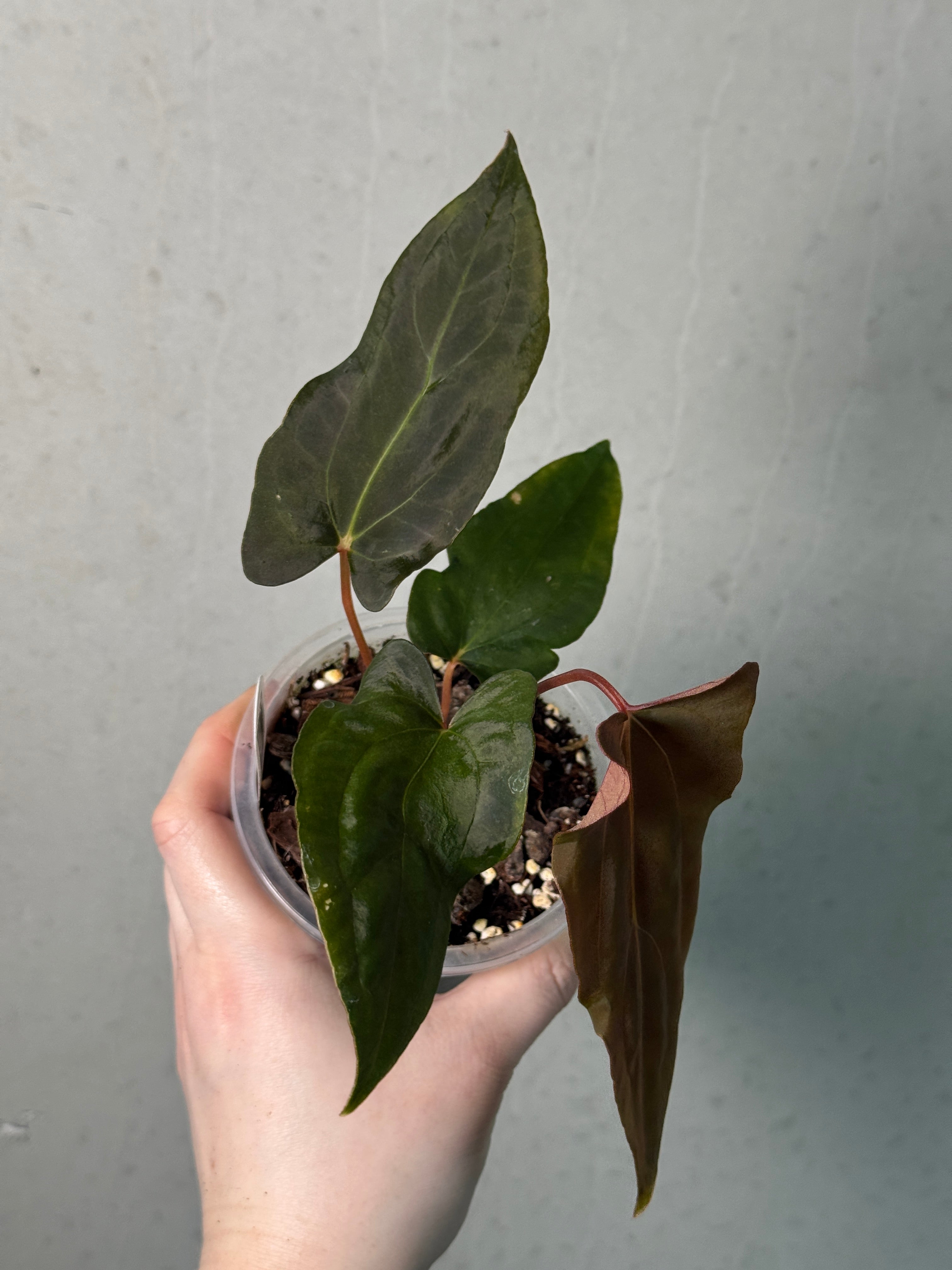 Anthurium Ralph Lynam x self - Clone - SMUKHI