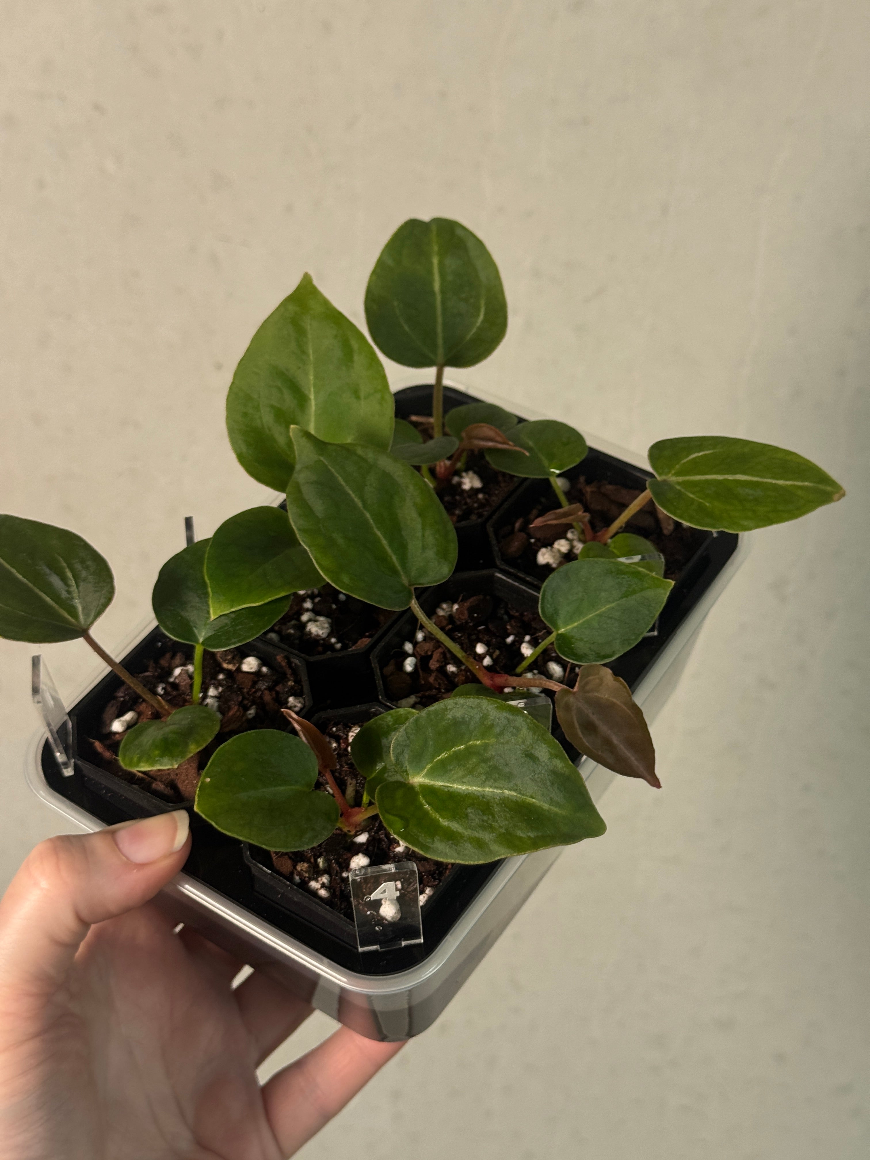 Anthurium Michelle x Forgetii