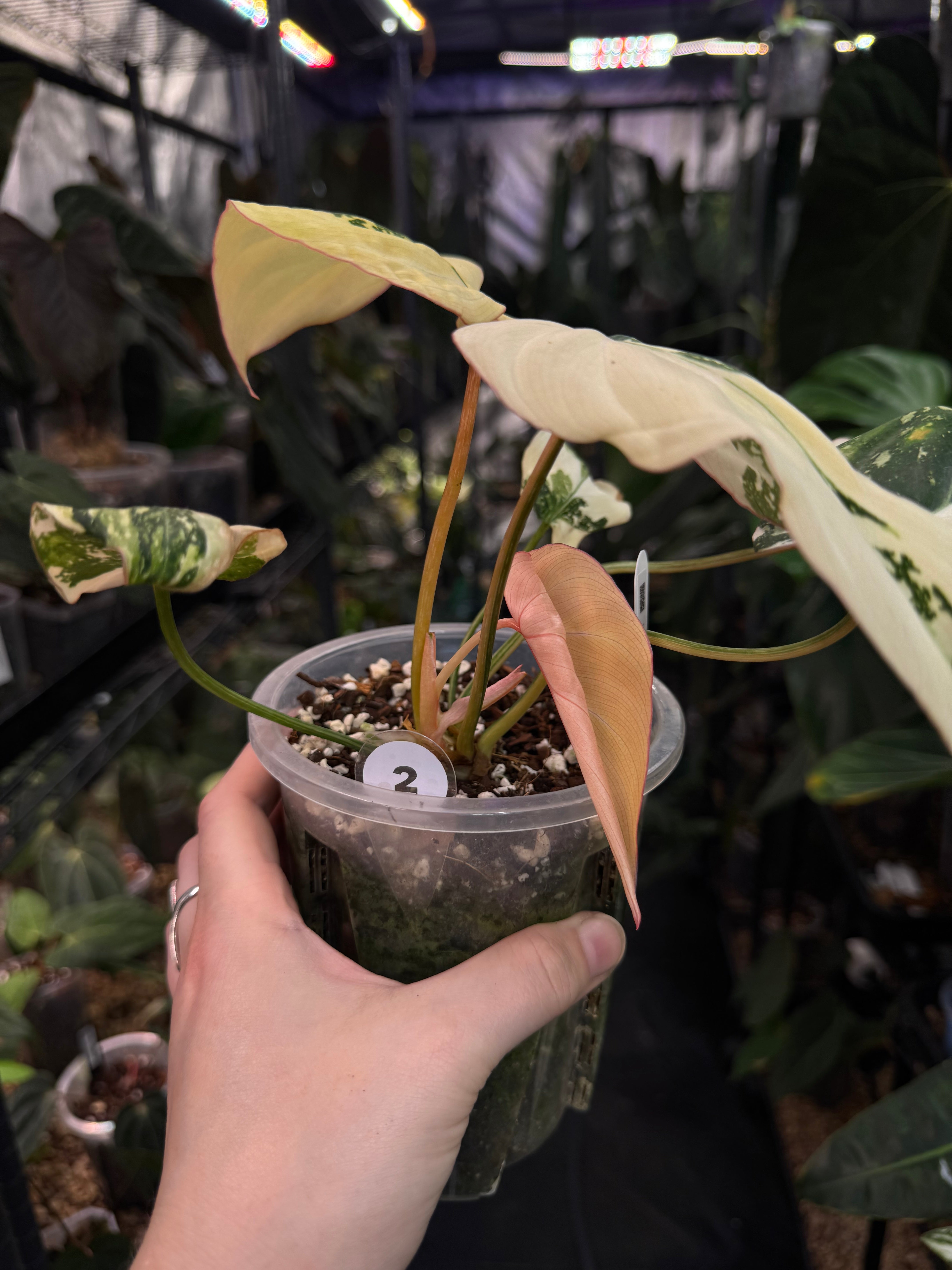 Philodendron Gloriosum Tricolor