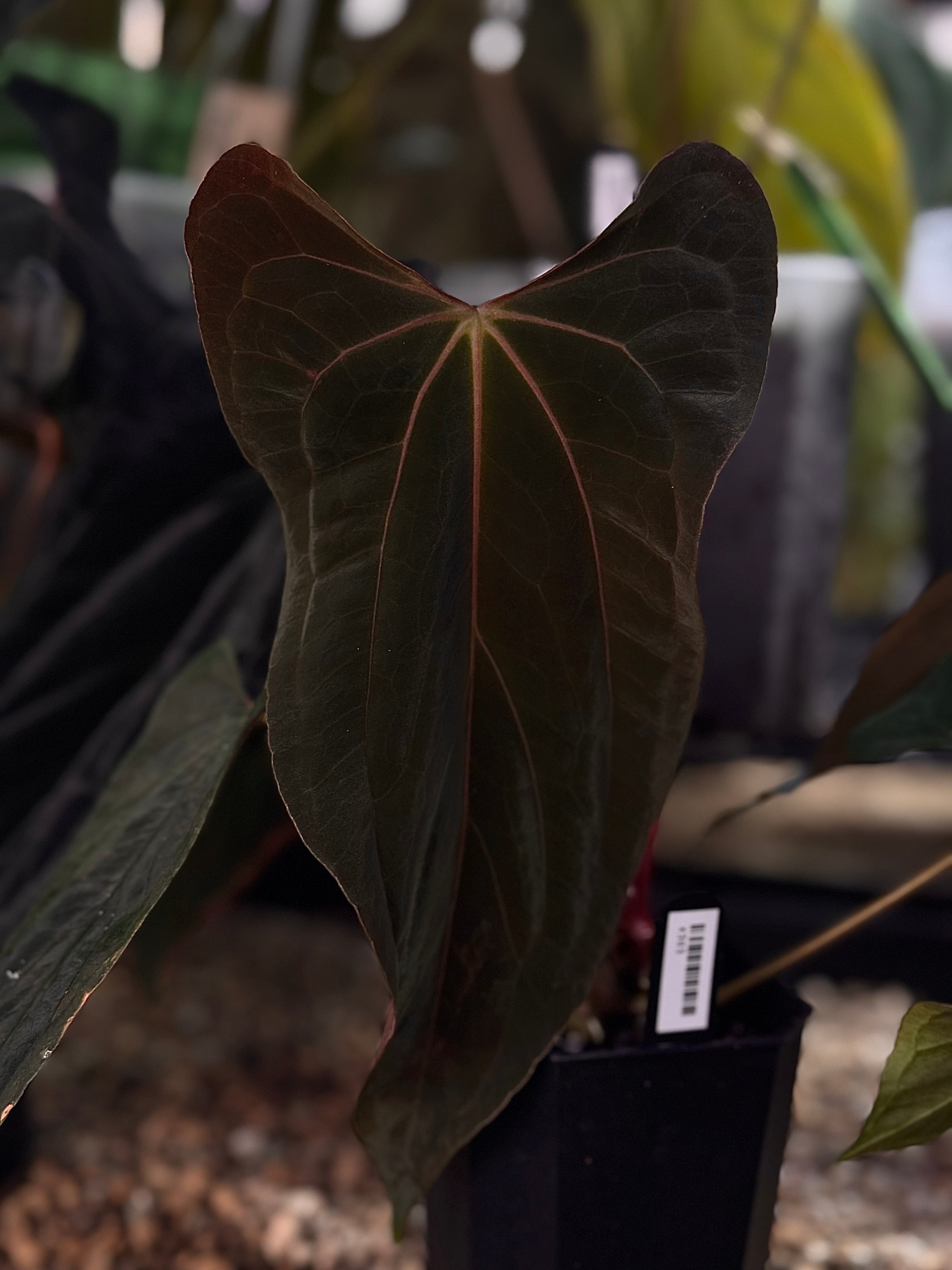 NFS: Anthurium FSxRL F2