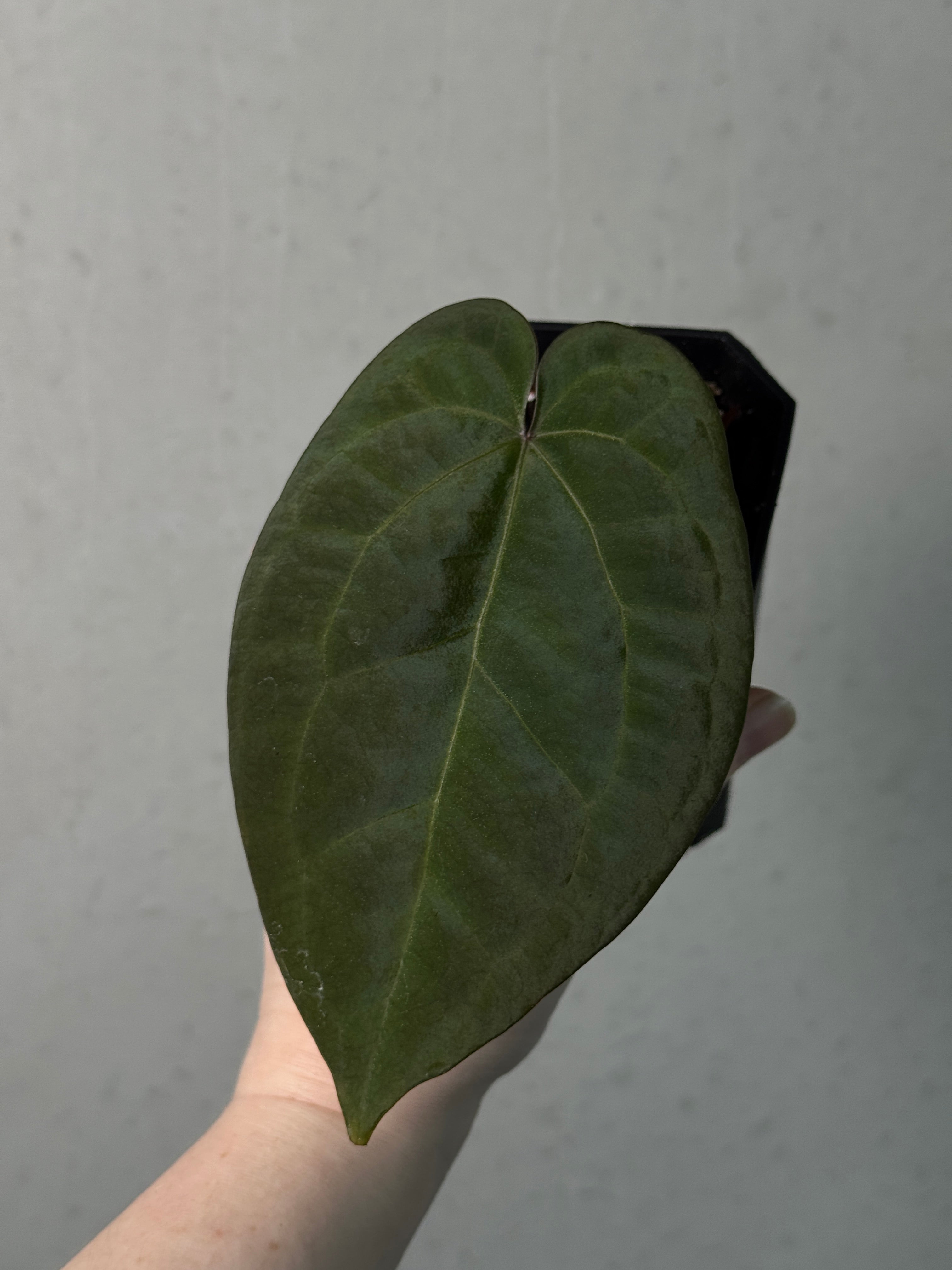Anthurium Ace of Spades Dark x Green Form - Clone - Pre-order - SMUKHI