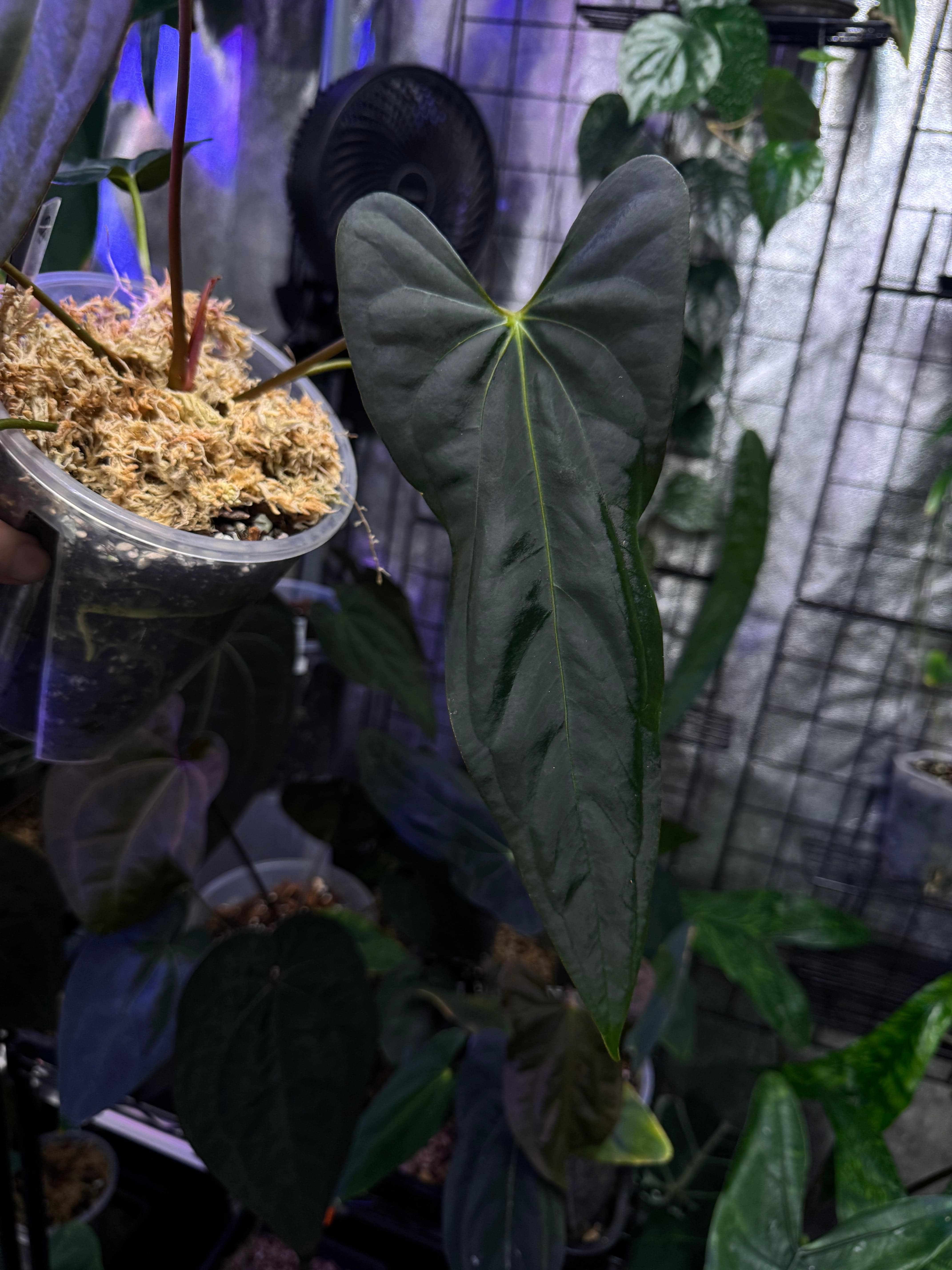 NFS: Anthurium (Subsignatum x Papillilaminum 'Marie') x FSxRL ‘Grim Reaper’ - SMUKHI