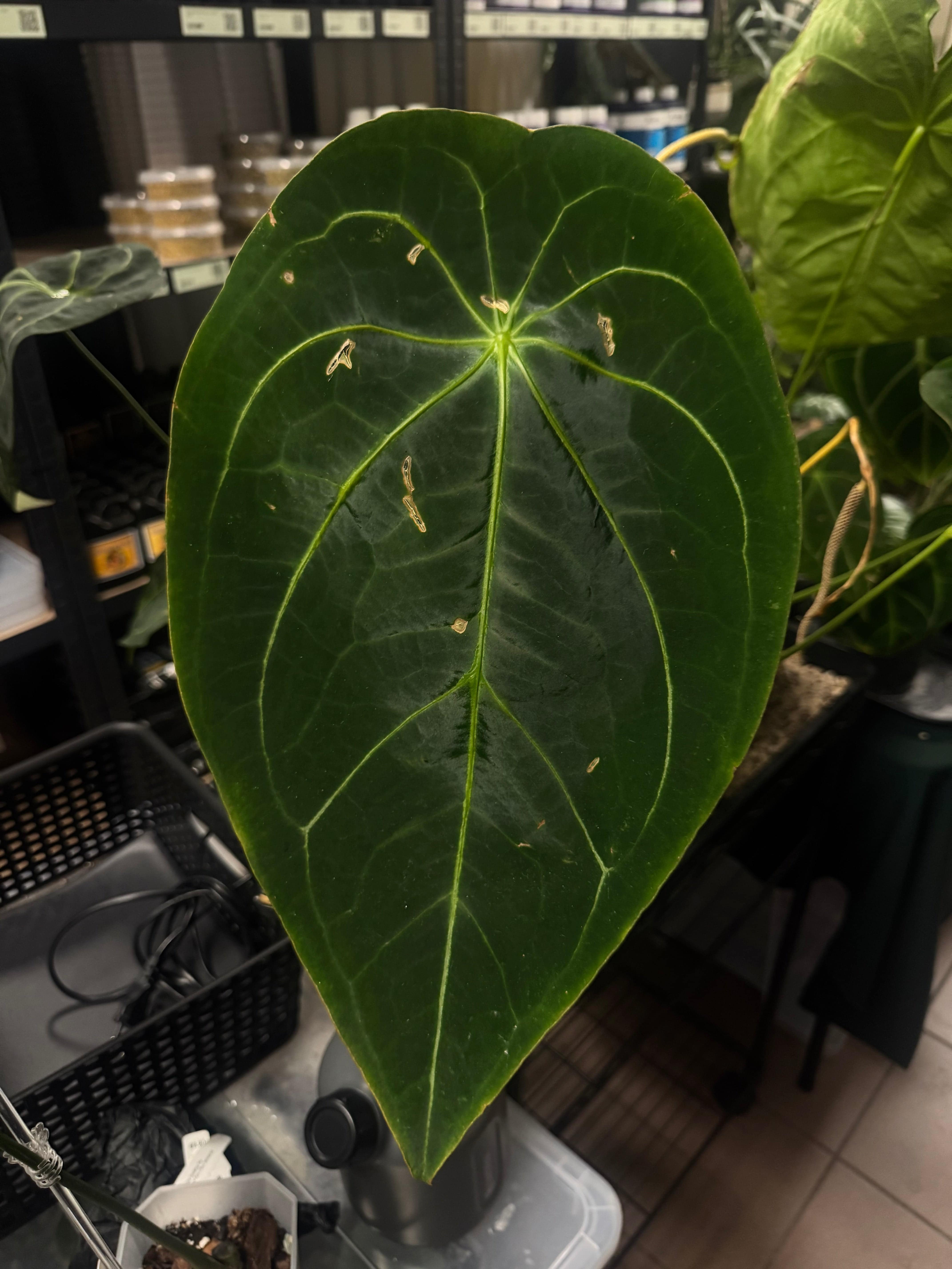 Anthurium Forgetii x (hybrid) - SMUKHI