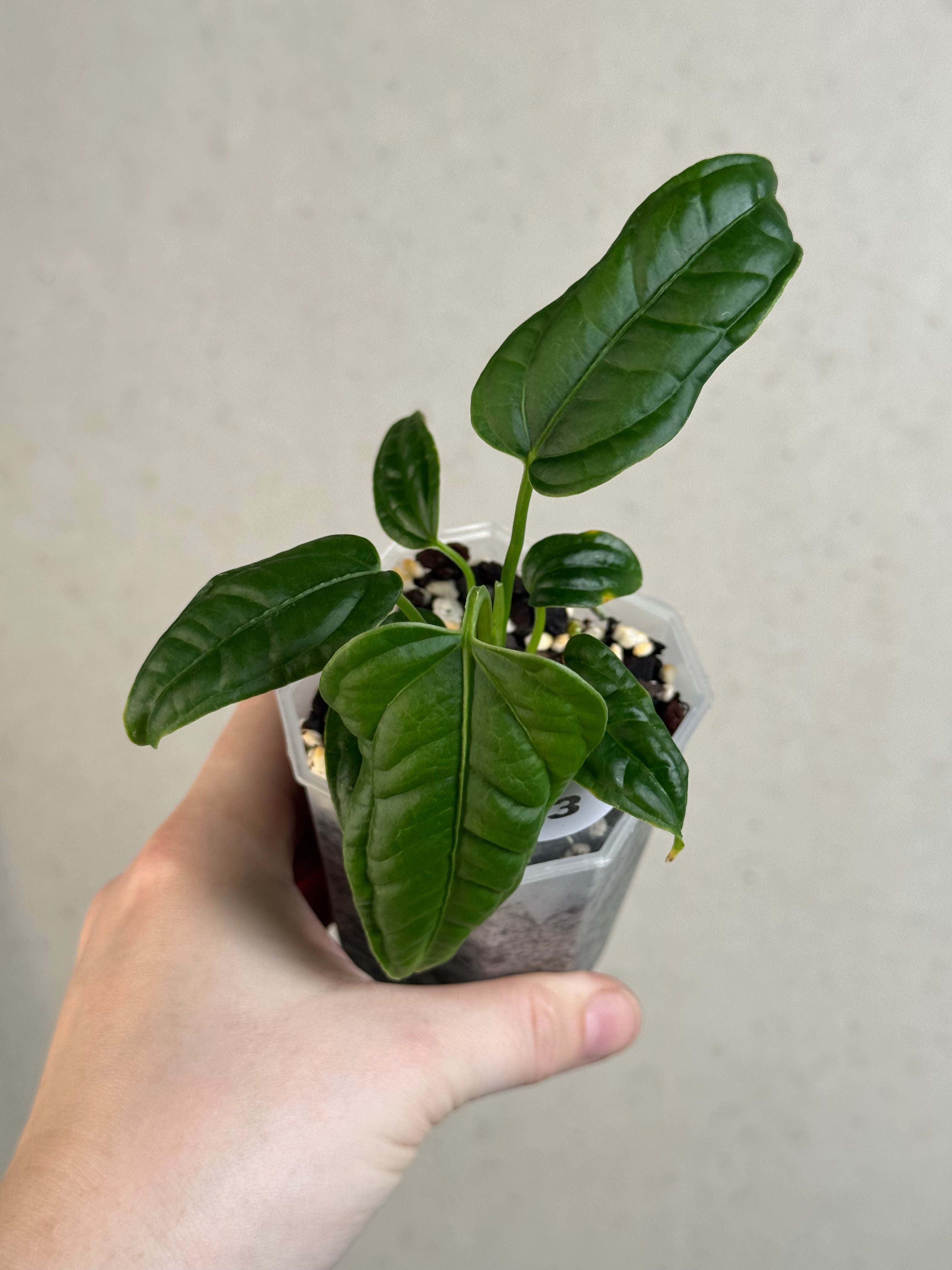 Anthurium Lappoanum S1