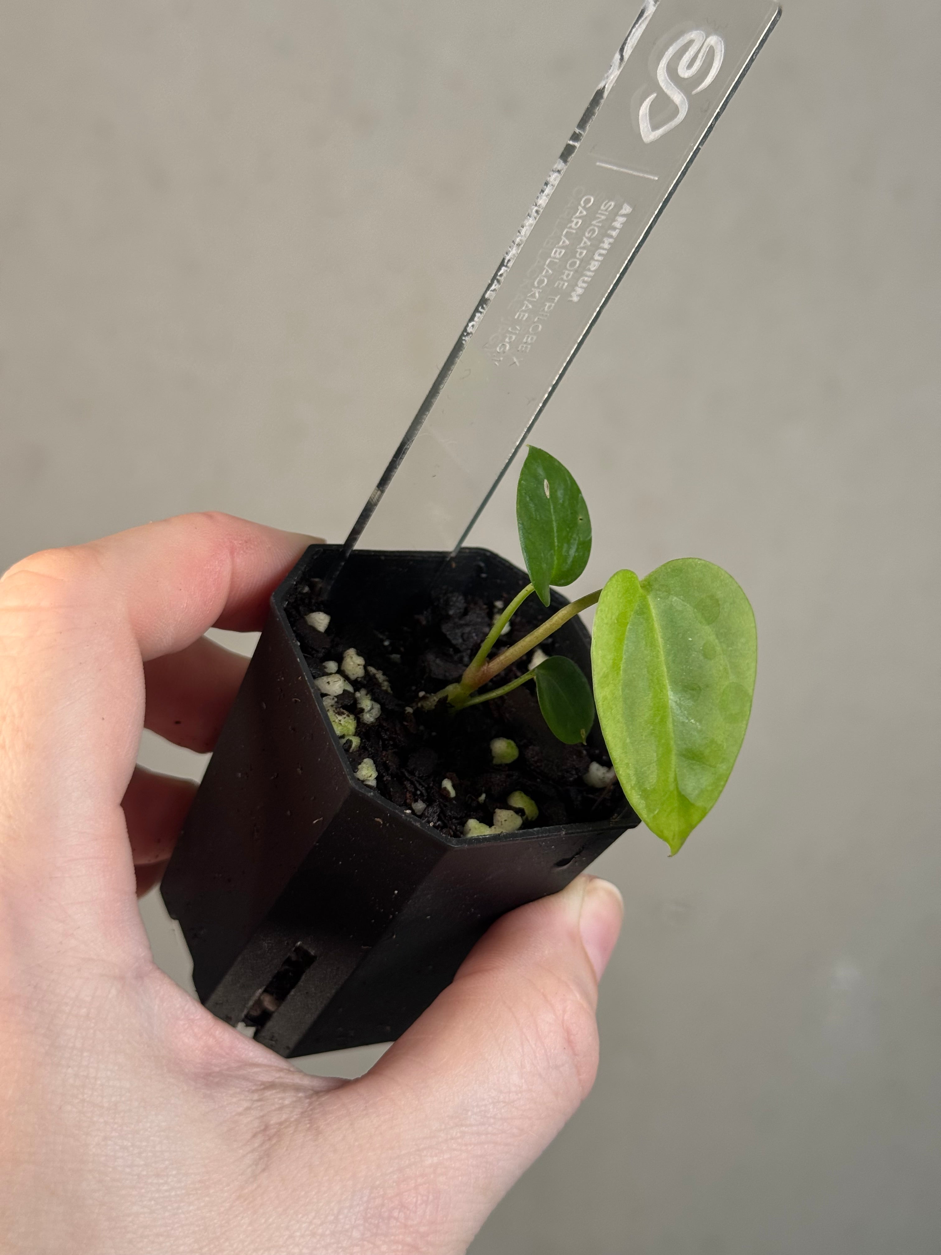 Anthurium Singapore Trilobe x Carlablackiae ‘JPG.1’
