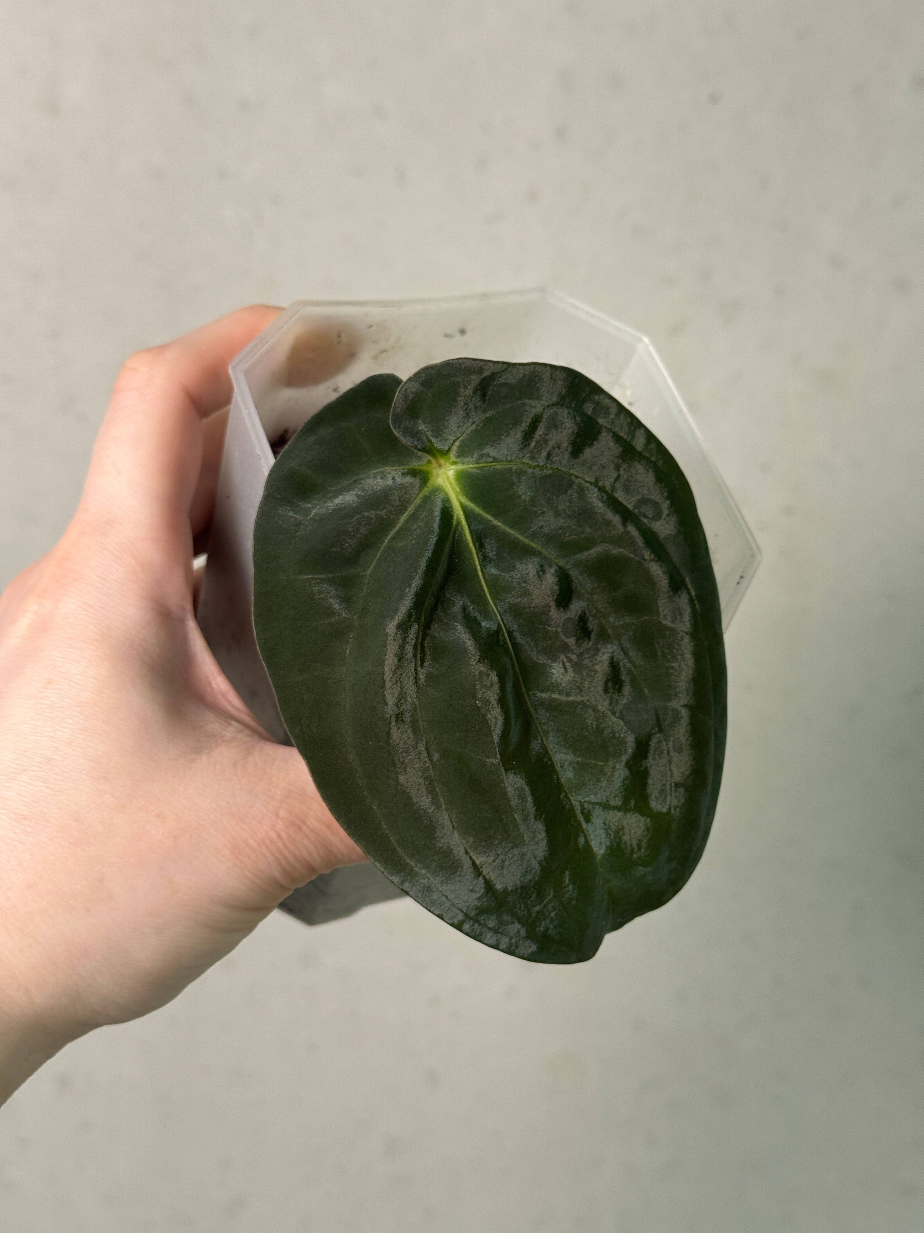 Anthurium Papillilaminum 'Em' - Clone