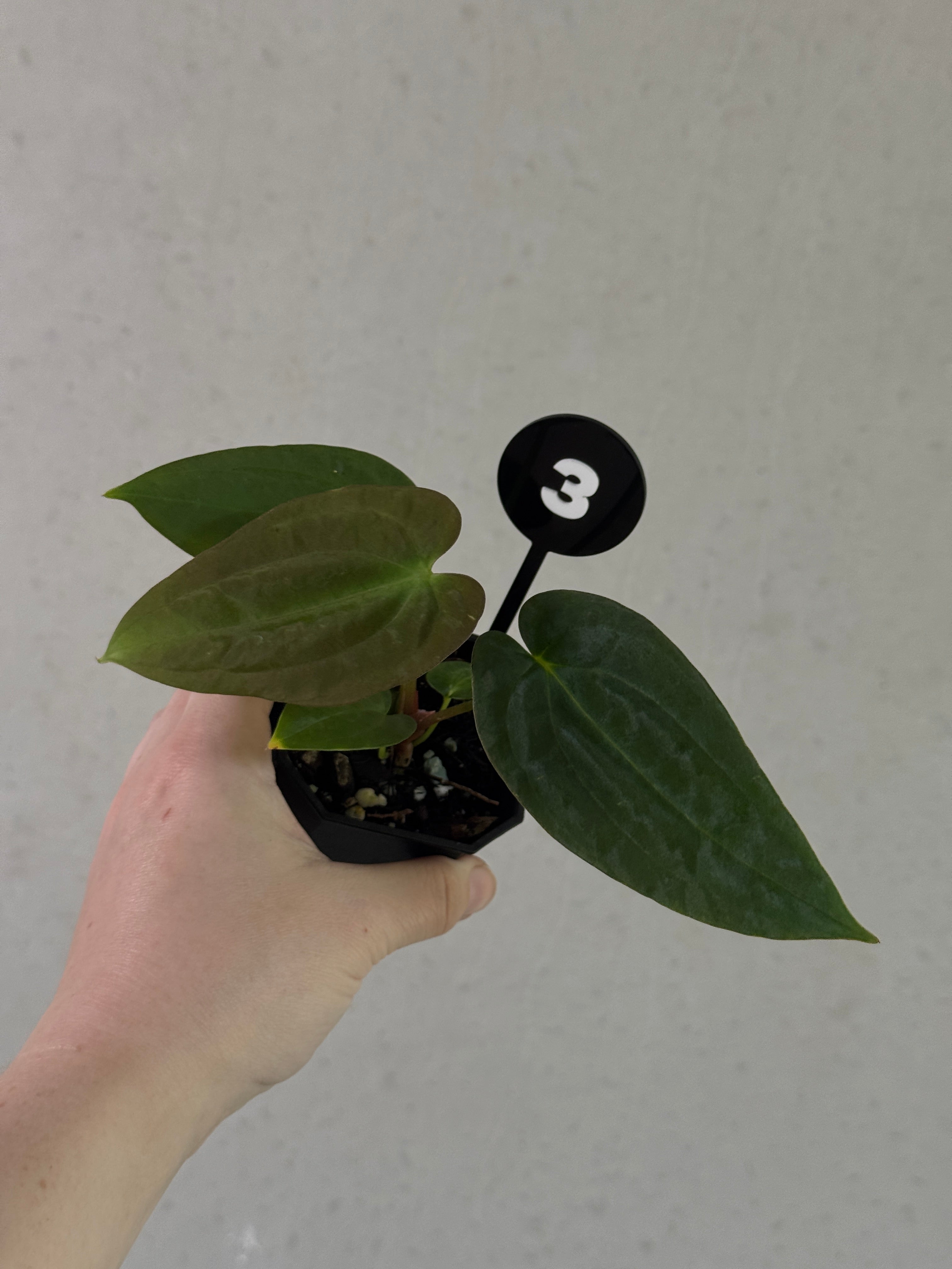 Anthurium Papillilaminum Ree Gardens x BVEP (‘Round’ x RA1)