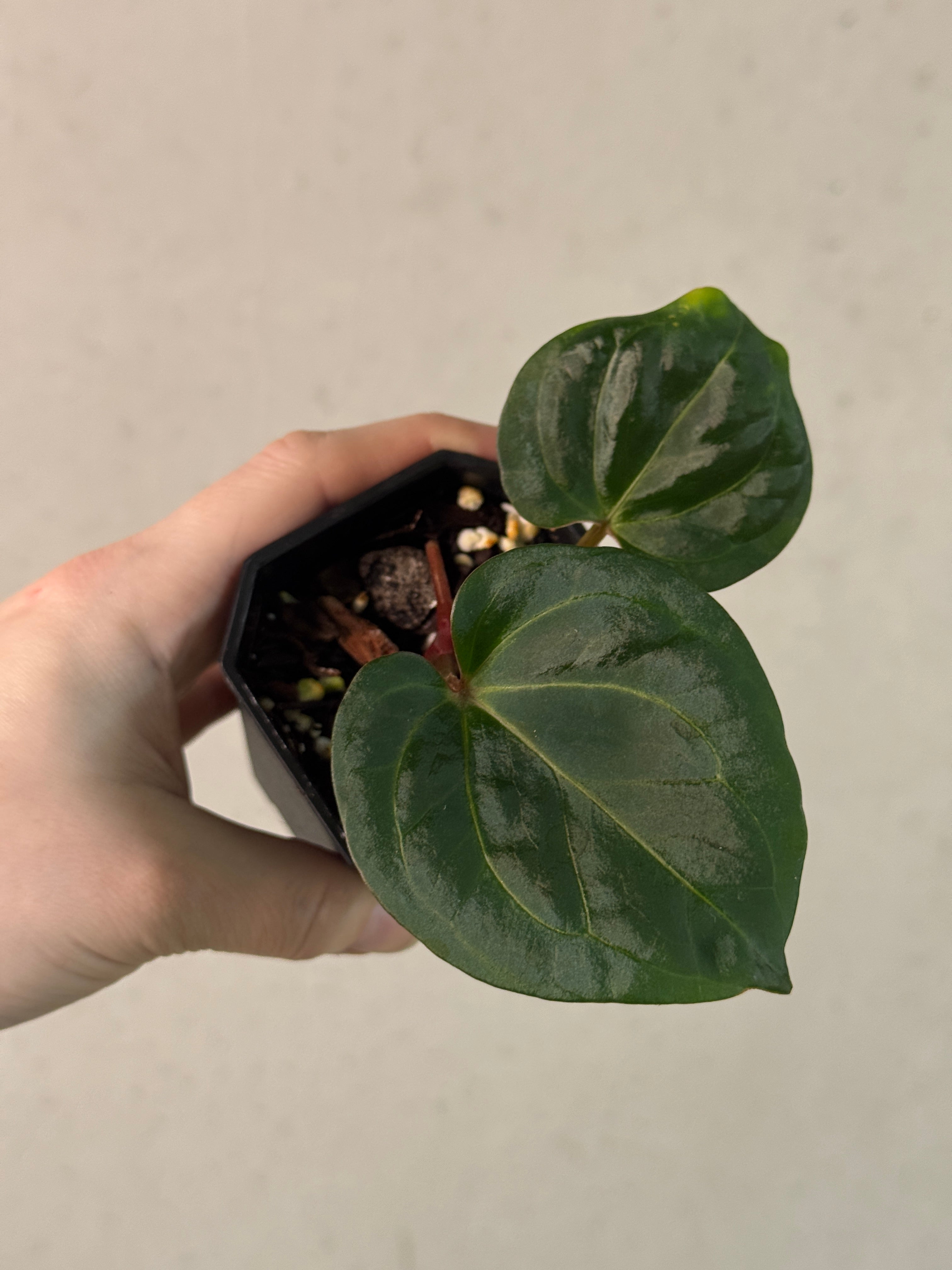 Anthurium HU ‘Round 1’ x ‘2’