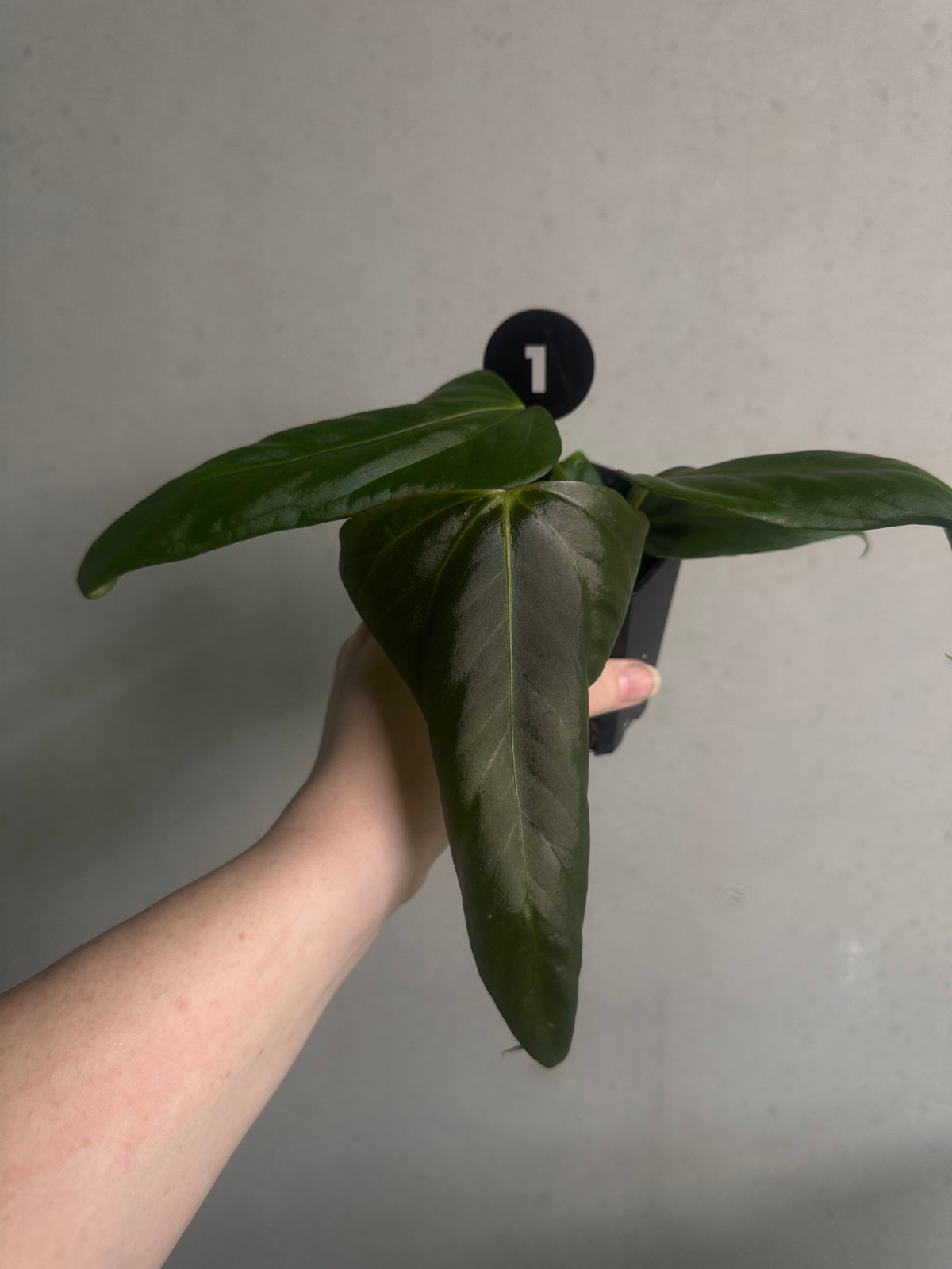 Anthurium plant 'Cobra' x Fort Sherman x Indo Portillae from SMUKHI, showcasing glossy green leaves and vibrant red spathes.