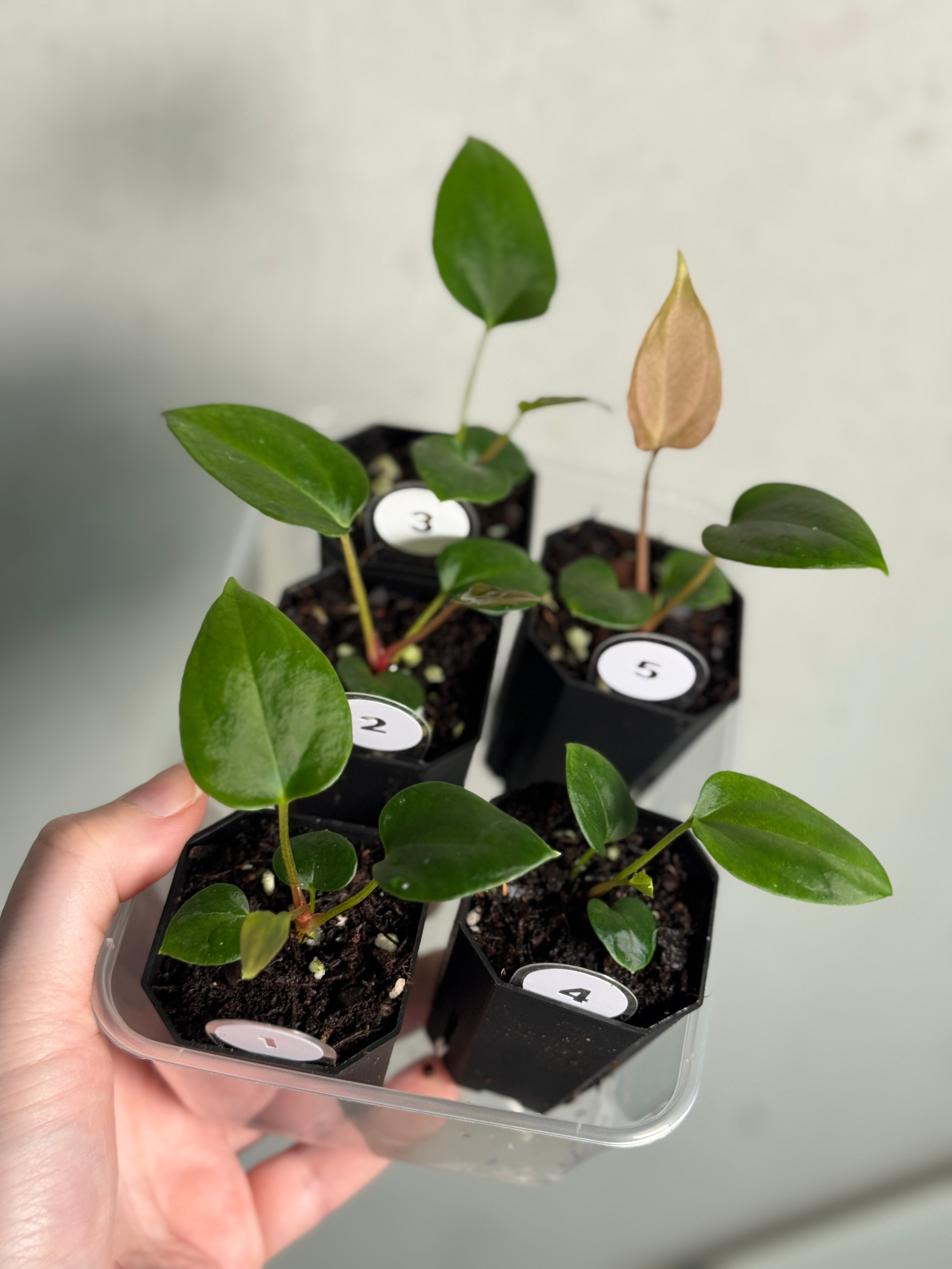 Anthurium Mr. Worldwide #2 x BVEP (‘Round’ x ‘Felix’) - SMUKHI