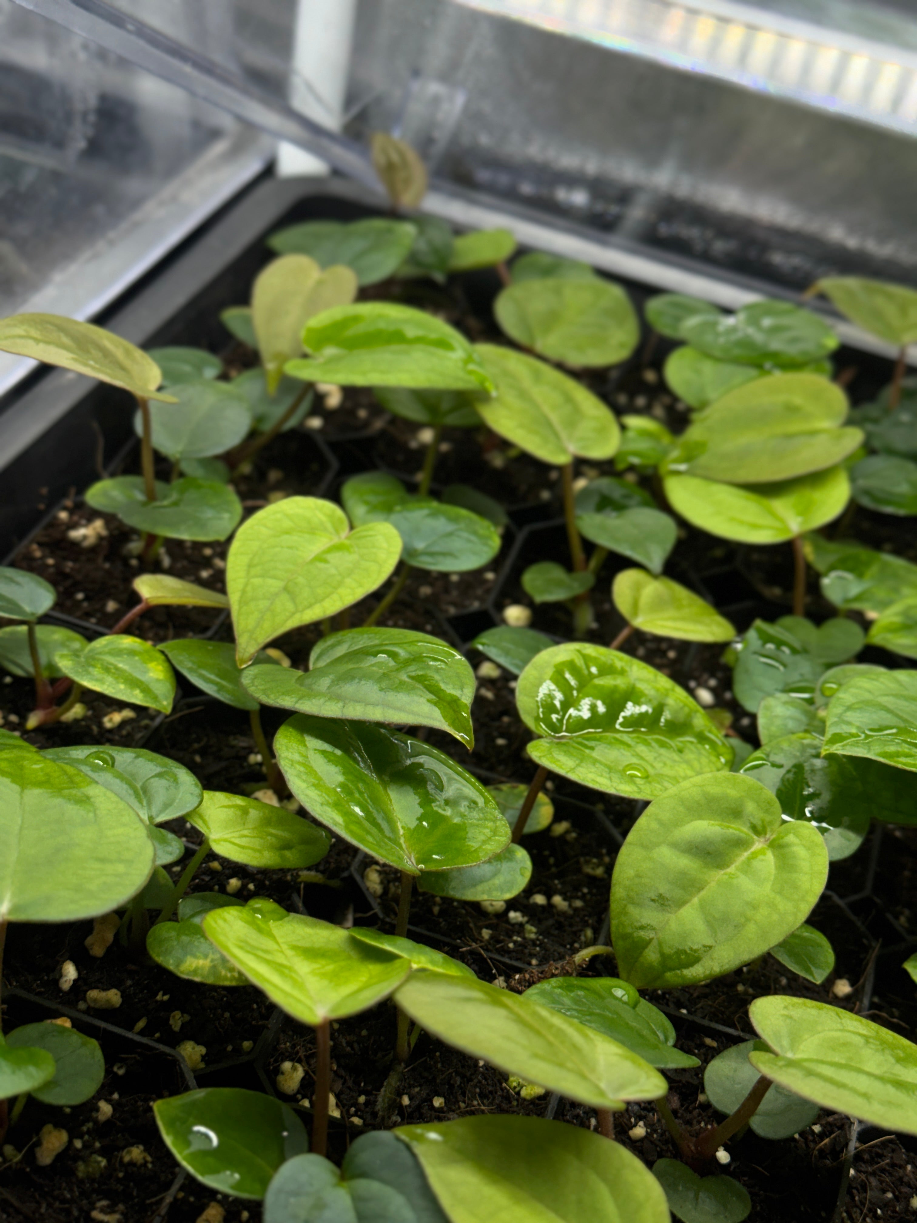 Anthurium Michelle x (?)