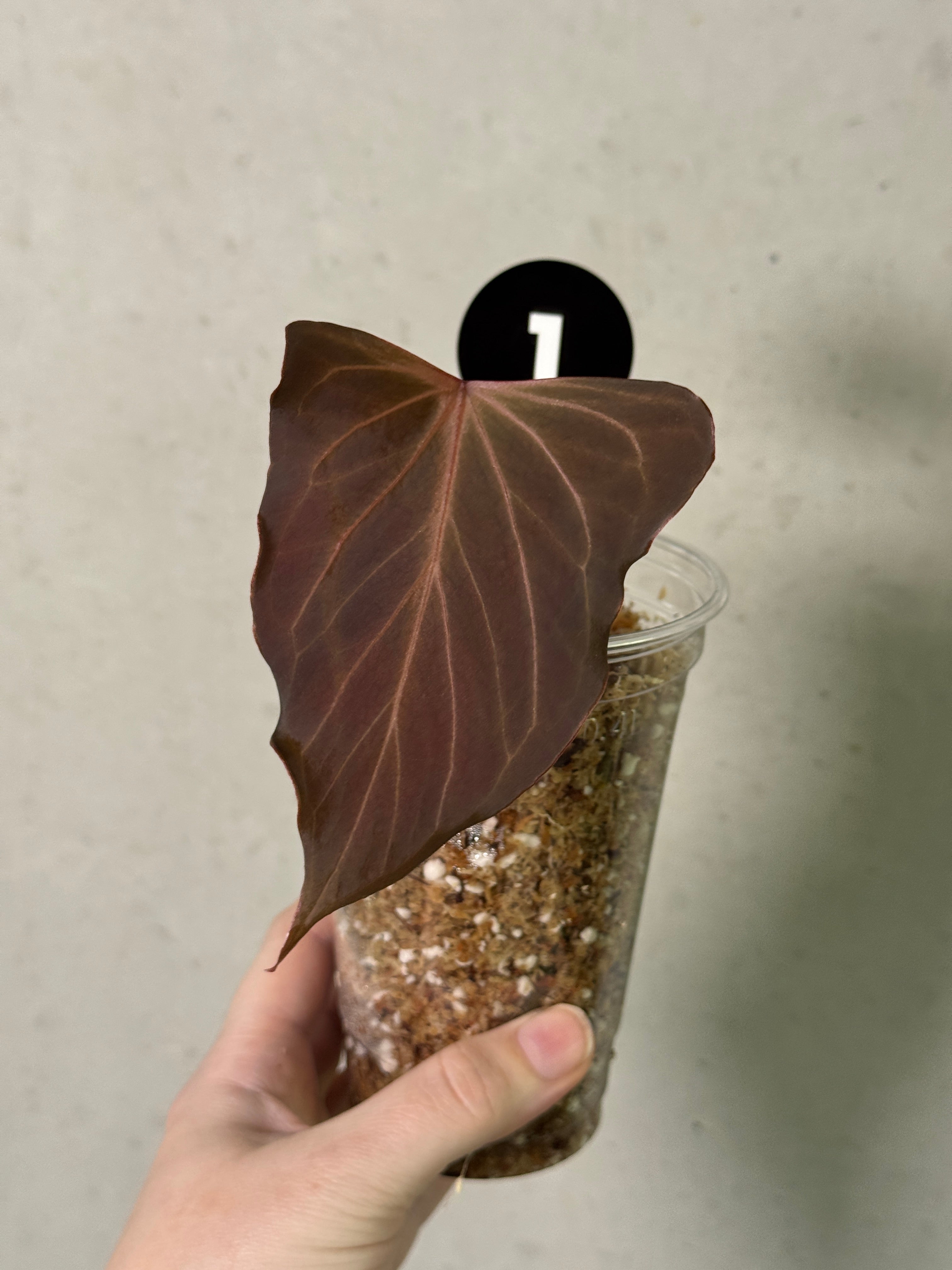 Anthurium HU 'Butterfly' plant by Diamond Plant with vibrant green leaves and distinctive butterfly-shaped flowers.