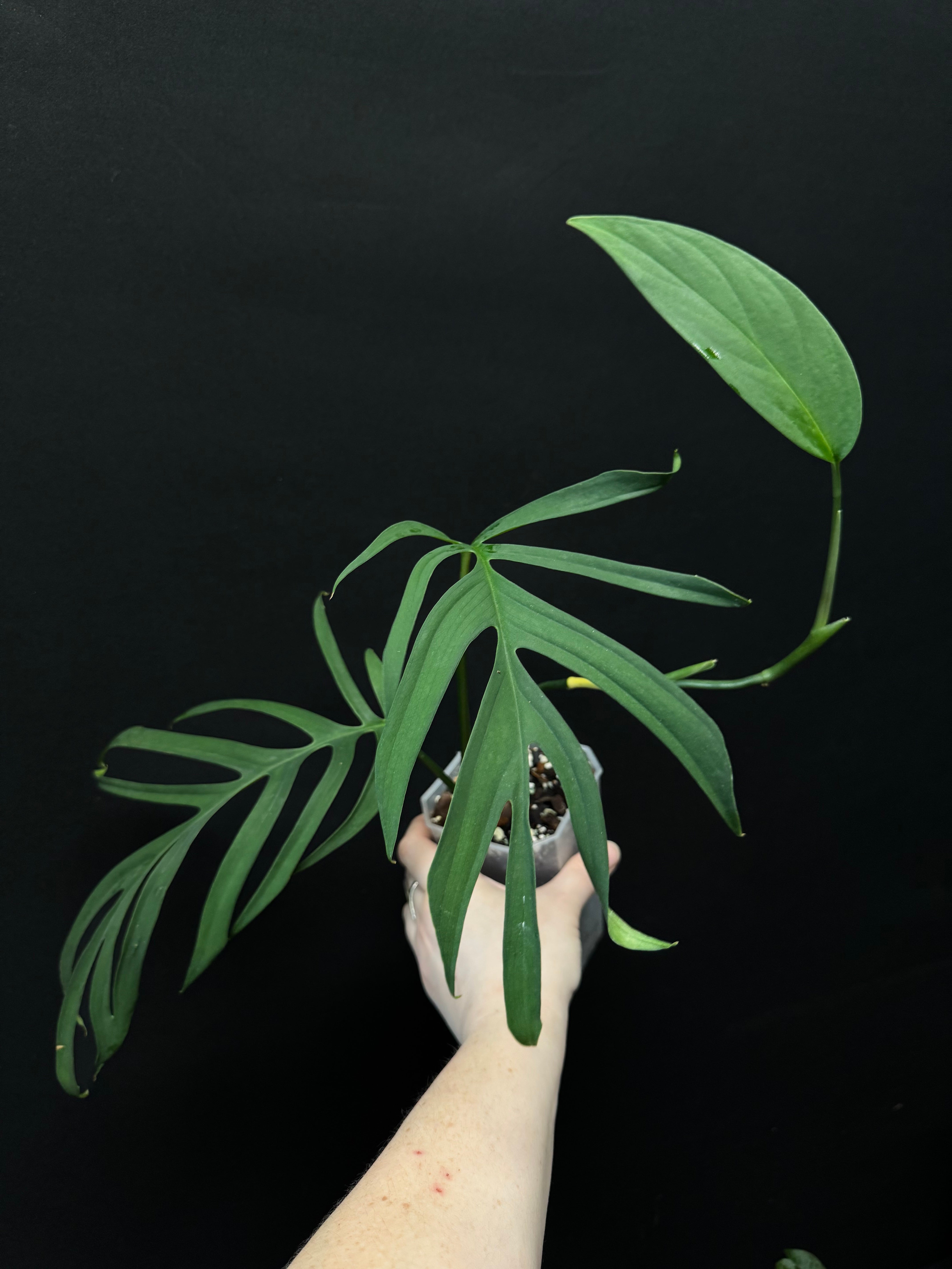 Monstera Croatii