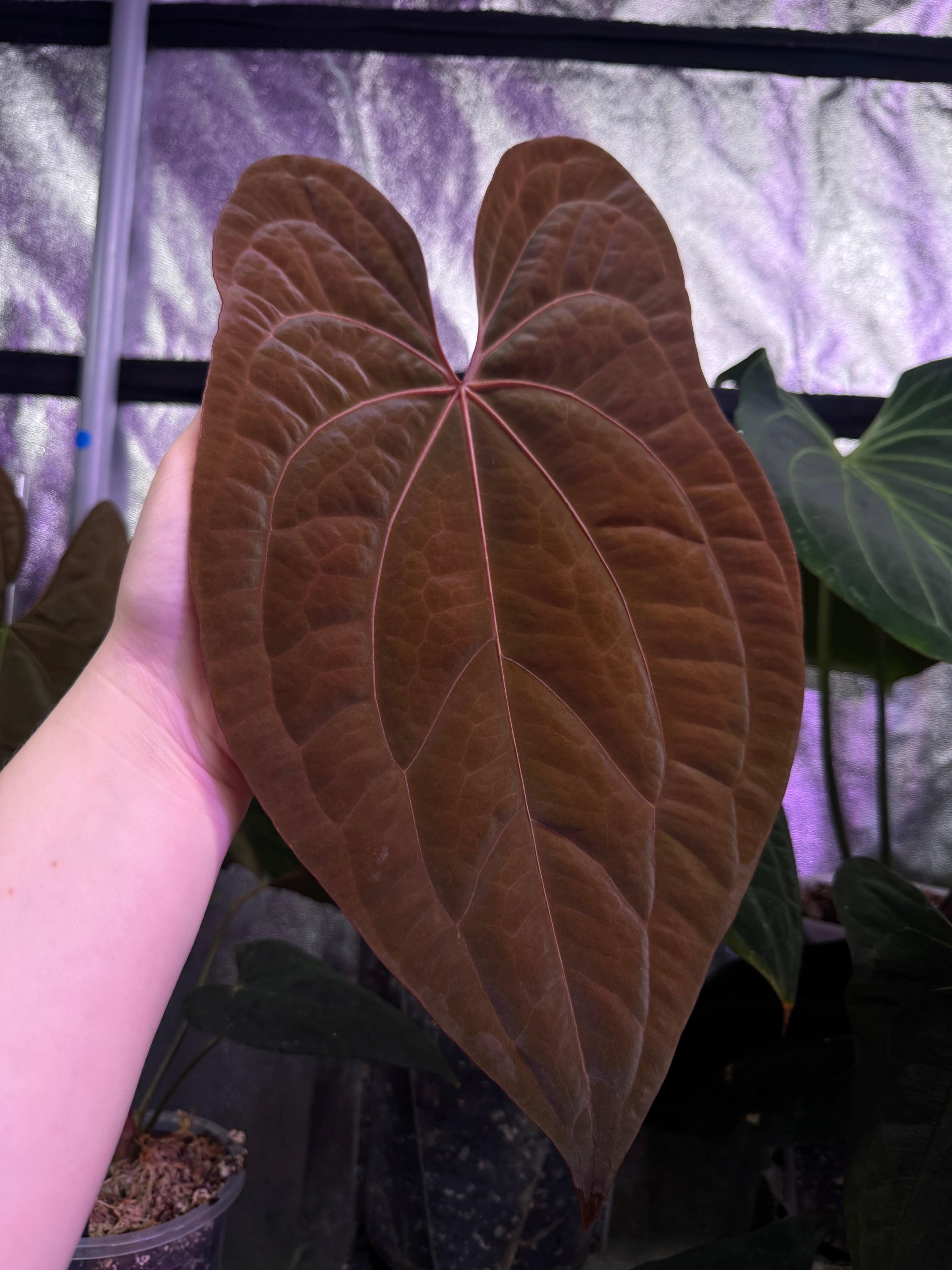 NFS: Anthurium Red Vein Dark Phoenix #2 - SMUKHI