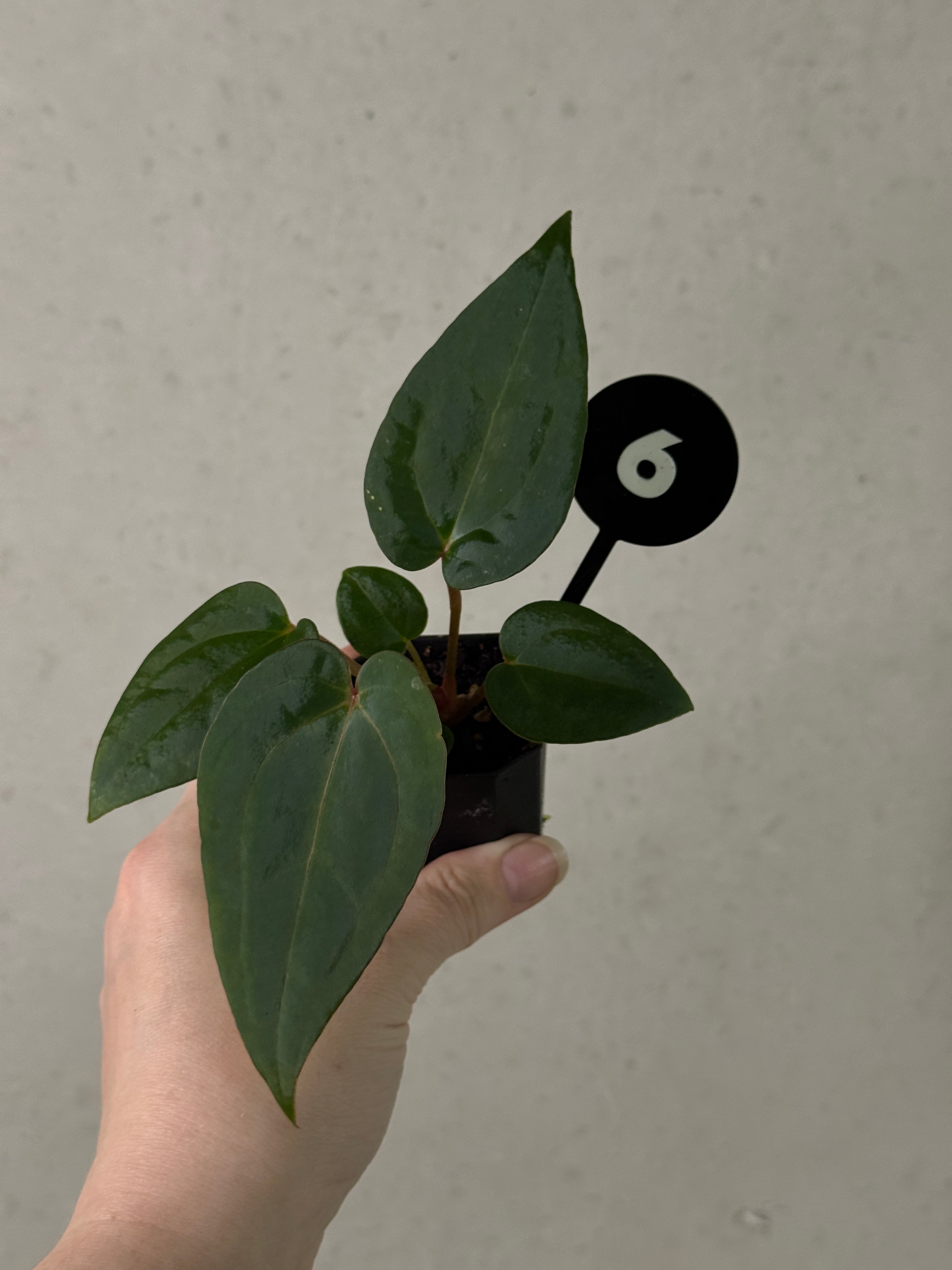 Anthurium Michelle x (?)
