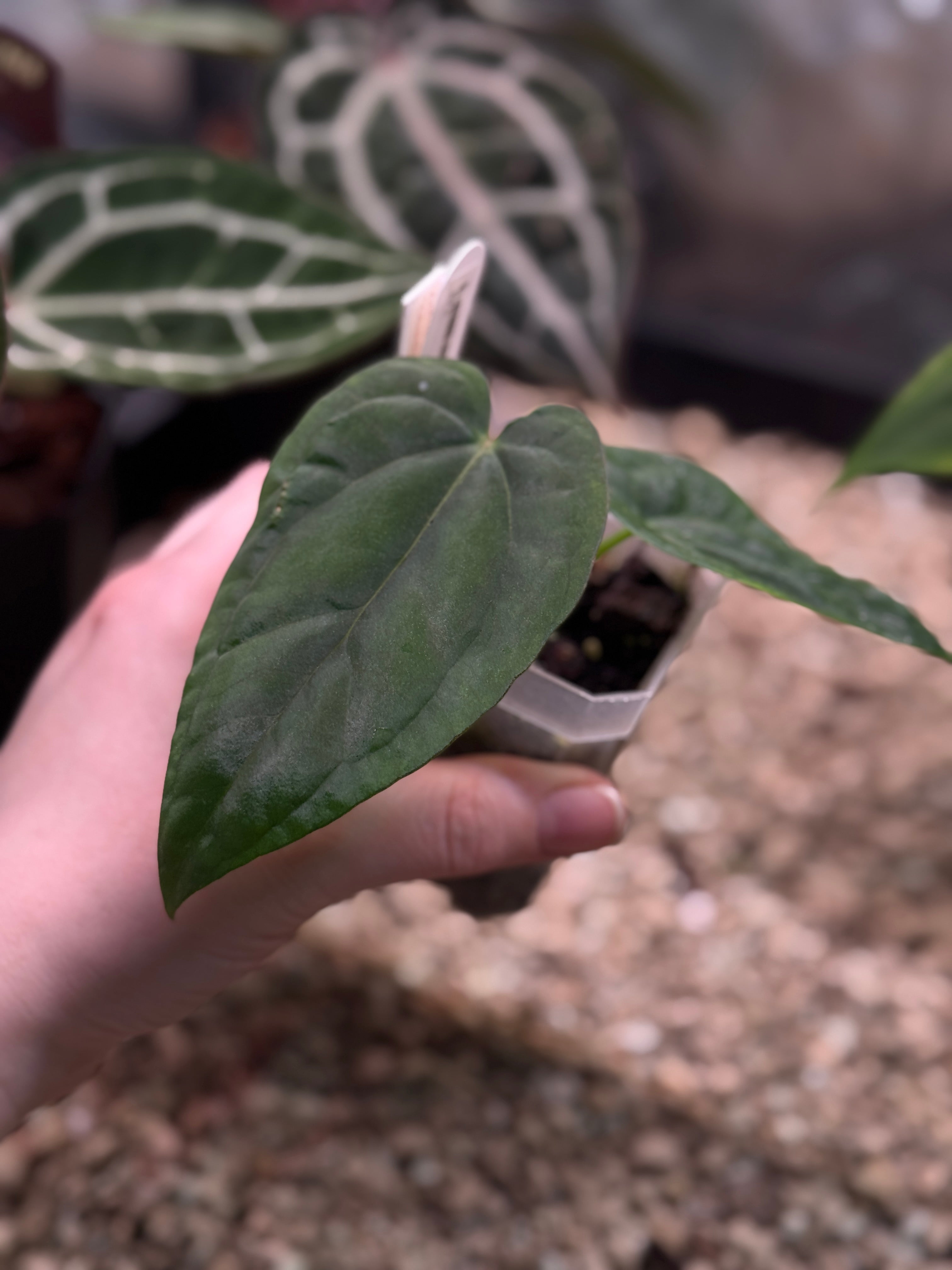 Anthurium Dressleri NSE 'Obsidian' x RG