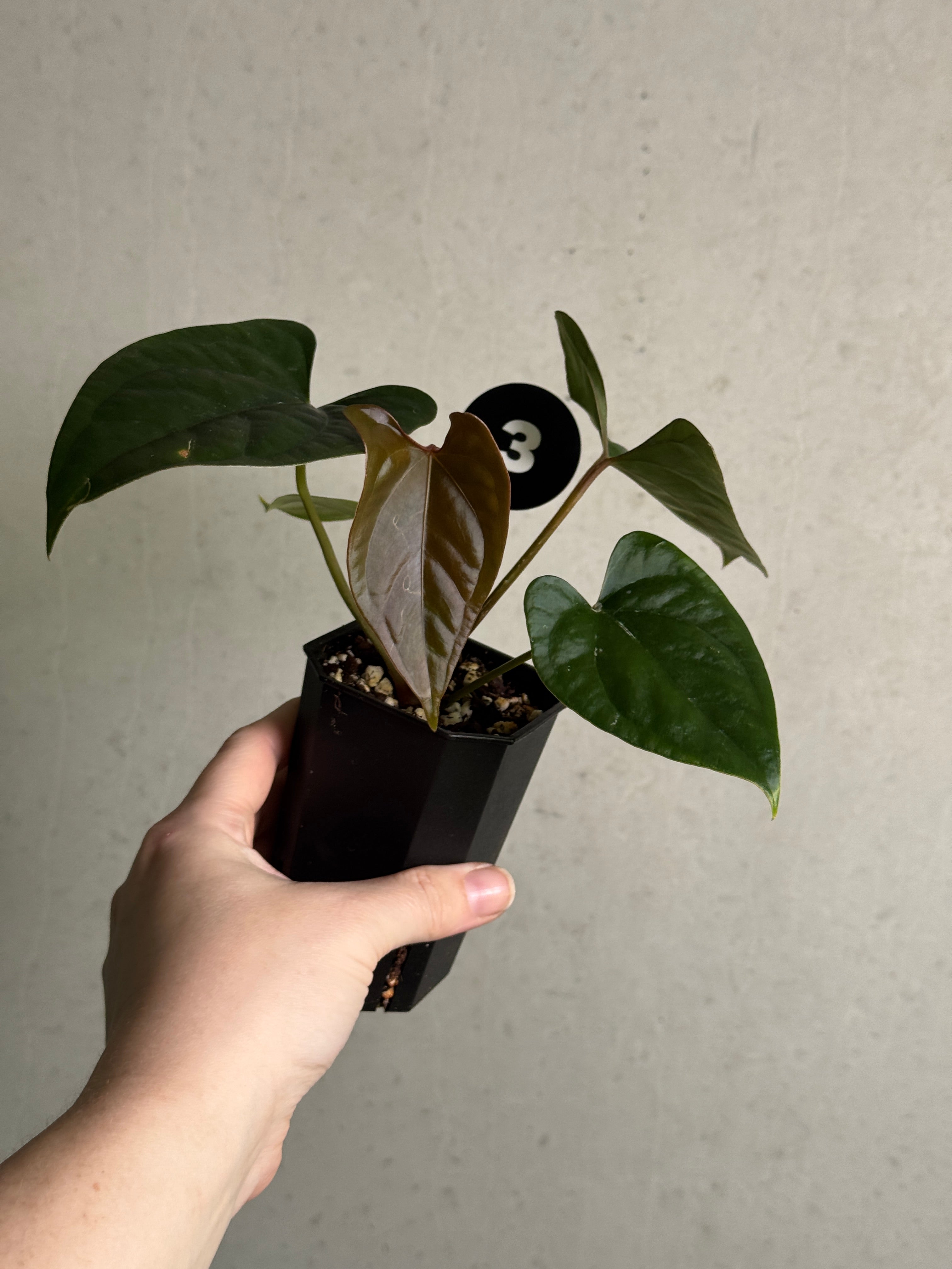 Dark Phoenix x Goliath Anthurium plant from SMUKHI, showcasing glossy dark leaves and lush foliage.