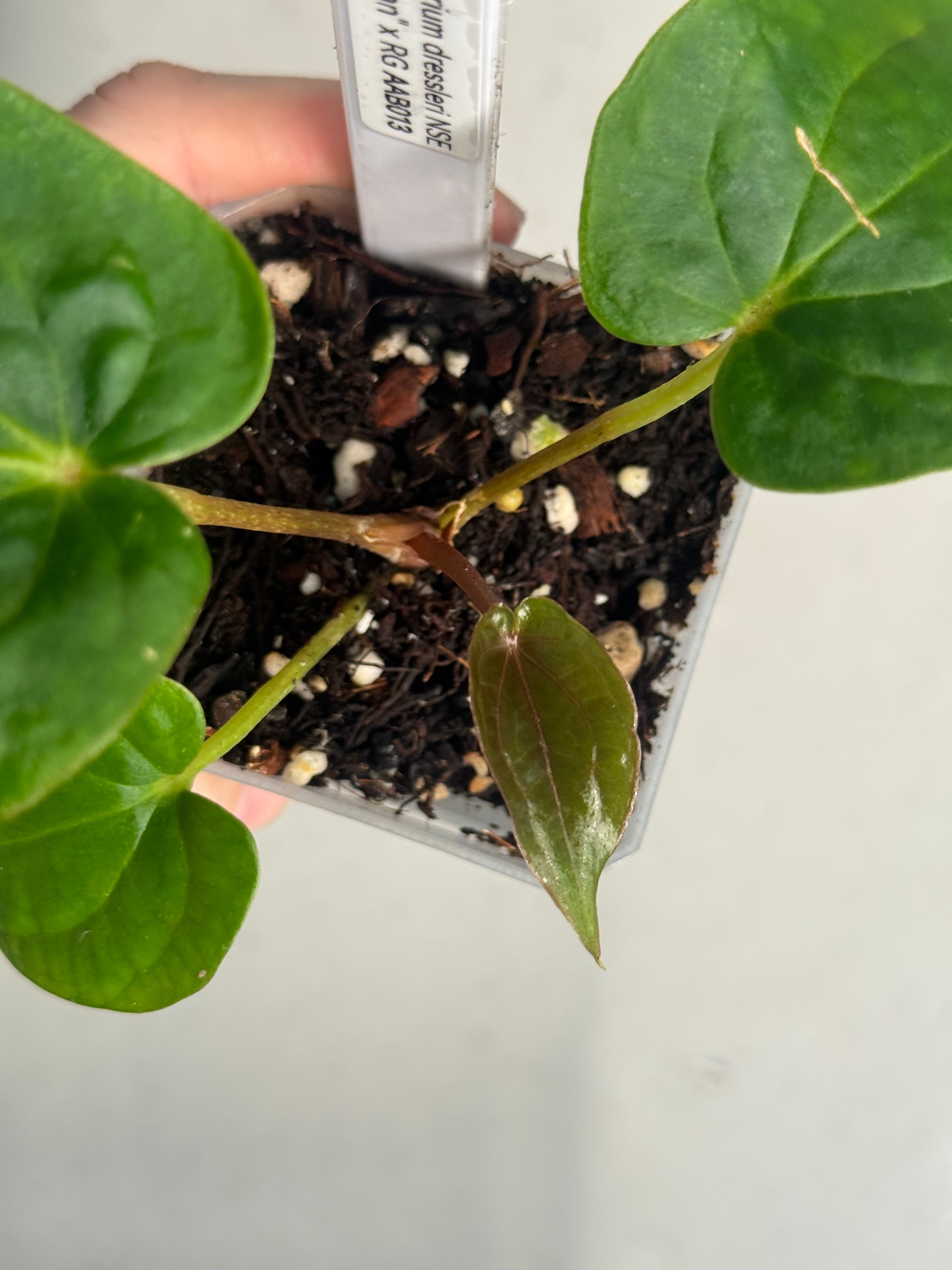 Anthurium Dressleri NSE 'Obsidian' x RG
