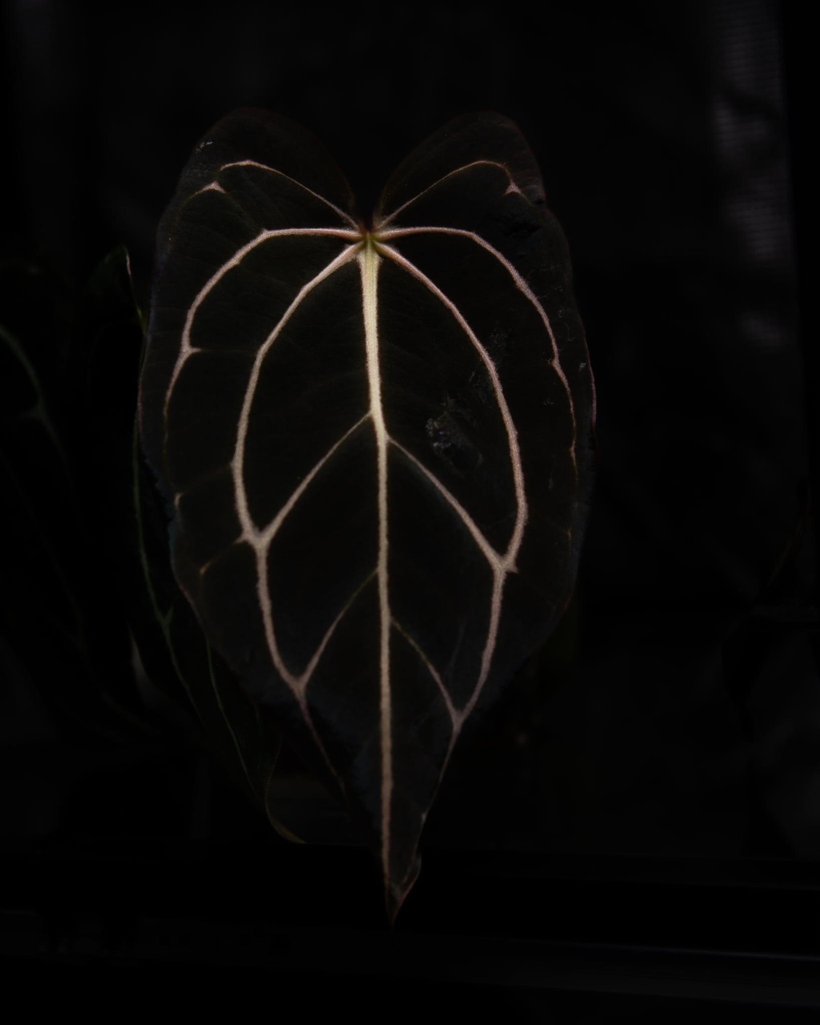 Anthurium Carlablackiae (A2 x RA7) x open