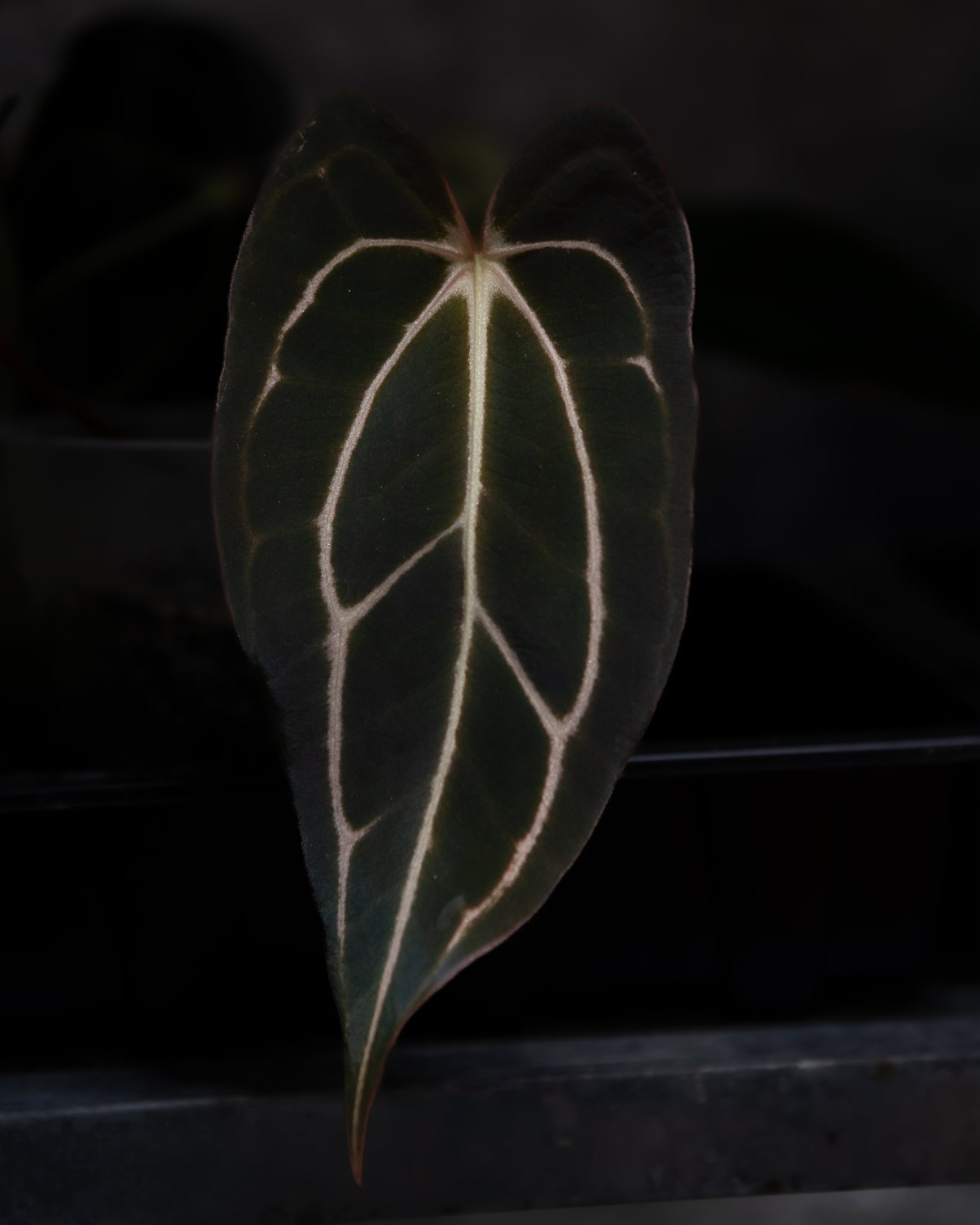 Anthurium Carlablackiae (A2 x RA7) x open
