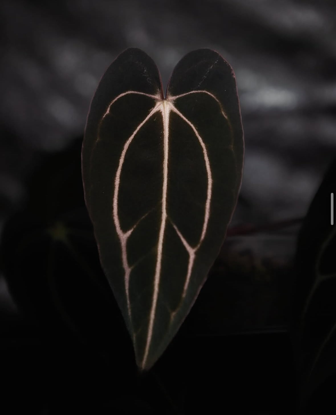 Anthurium Carlablackiae (A2 x RA7) x open