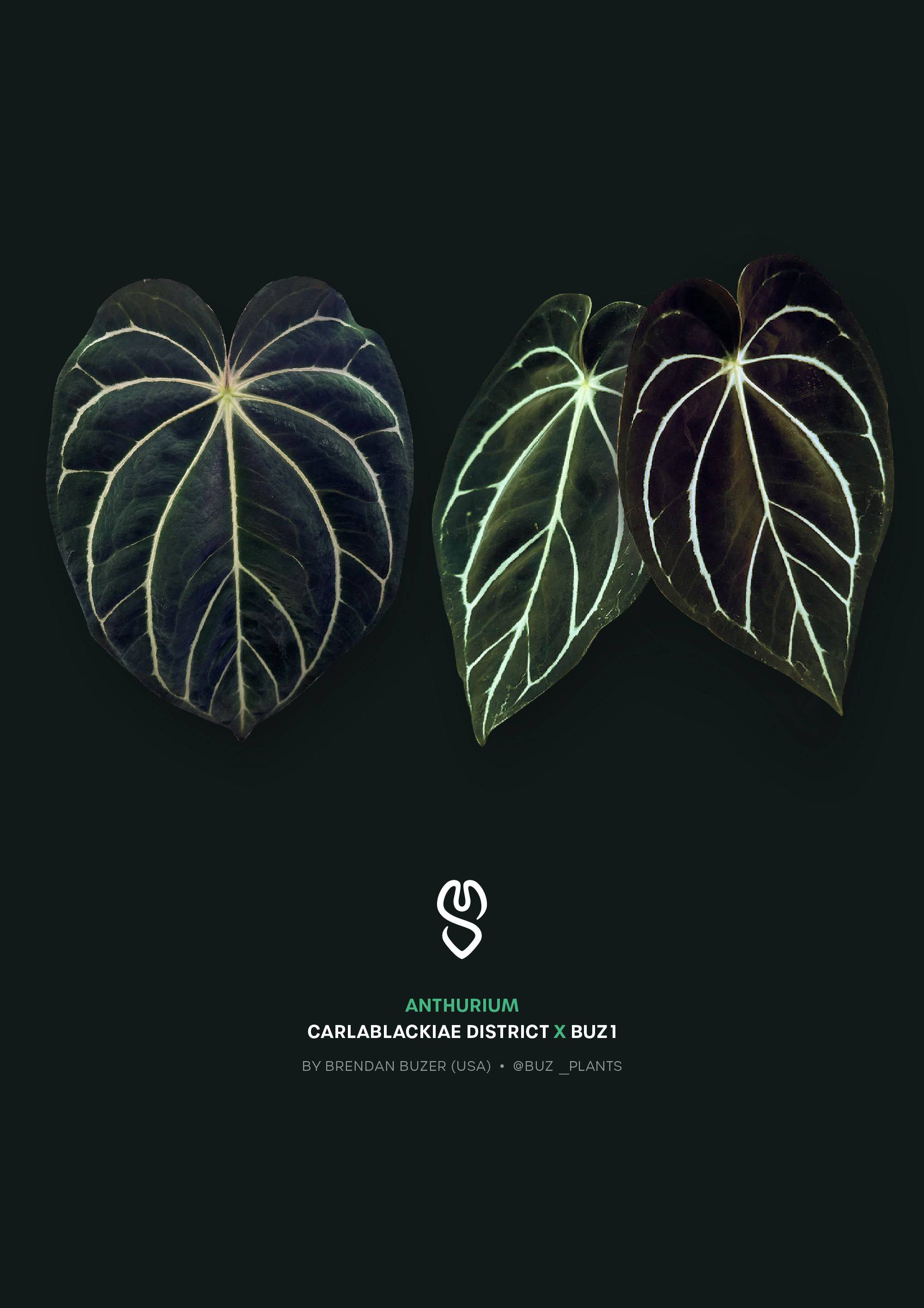 NFS: Anthurium Carlablackiae 'District' x BUZ1 - SMUKHI