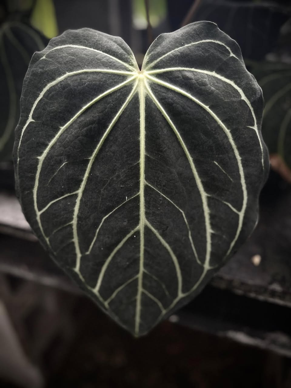 Anthurium Carlablackiae PM2 x PM1 (pre-order)
