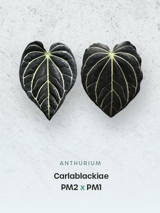 Anthurium Carlablackiae PM2 x PM1
