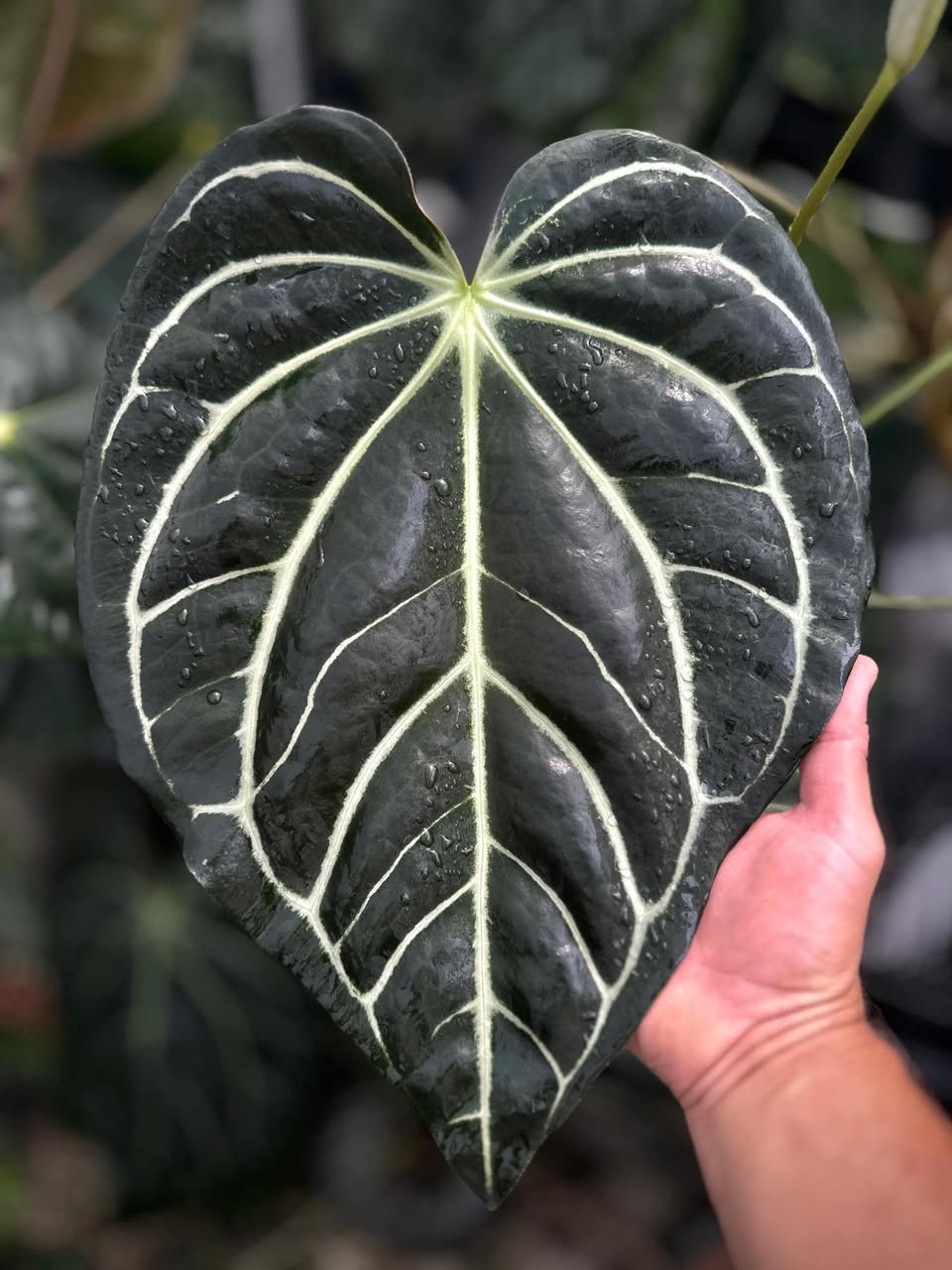 Anthurium Carlablackiae PM2 x PM1 (pre-order)
