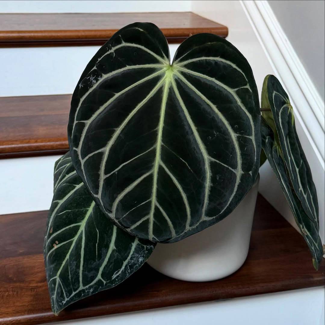 Anthurium (Dressleri x Carlablackiae) x Carlablackiae (RA5 x RA10) - SMUKHI