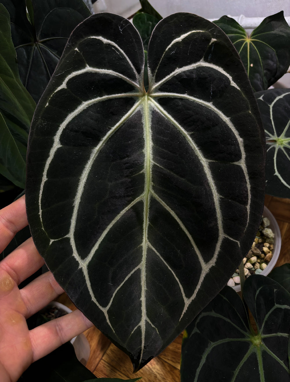 Anthurium Carlablackiae ex WU plant with dark, glossy leaves and vibrant red spathes, displayed in a pot.