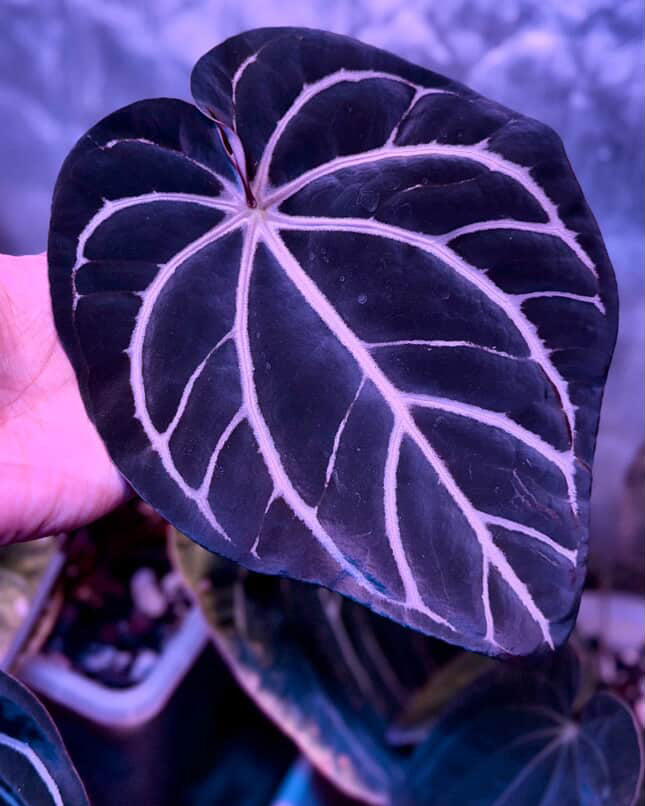 Anthurium Carlablackiae (RA5 x RA10) x ('Round' x GPH-001)