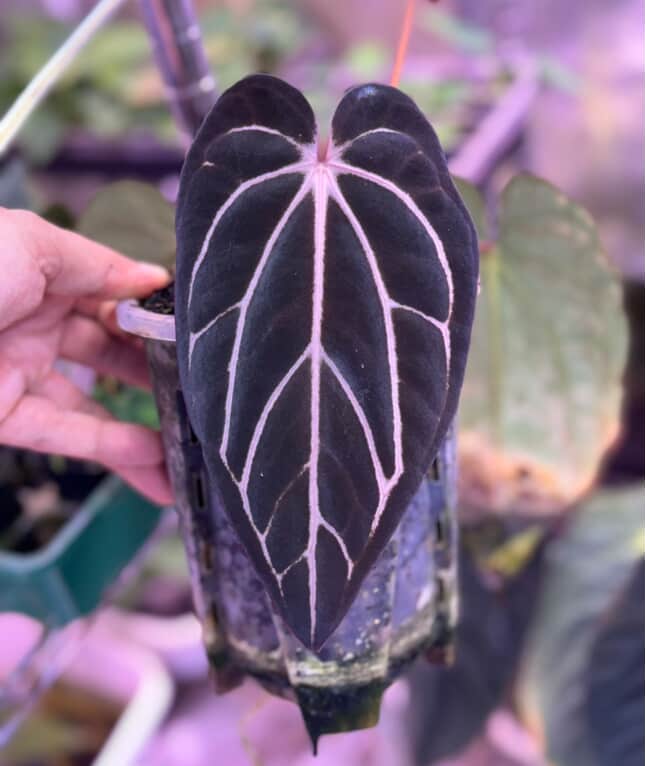 Anthurium Carlablackiae (RA5 x RA10) x ('Round' x GPH-001)