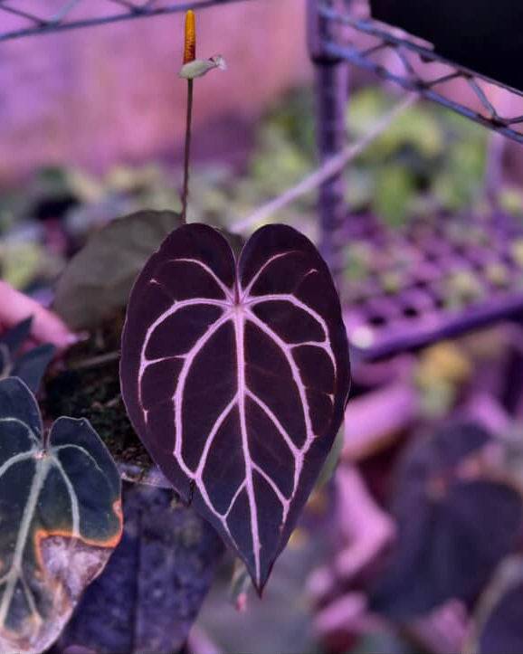 Anthurium (BVEP x Luxurians) x Carlablackiae ('Round' x GPH-001) - SMUKHI