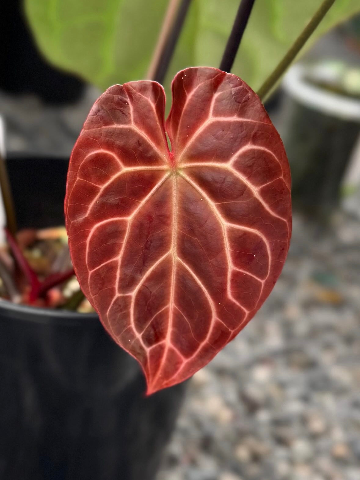 Variegated Stingray Anthurium Crystallinum ‘Chocolate’ plant with dark leaves and striking variegation, shown in a close-up image.