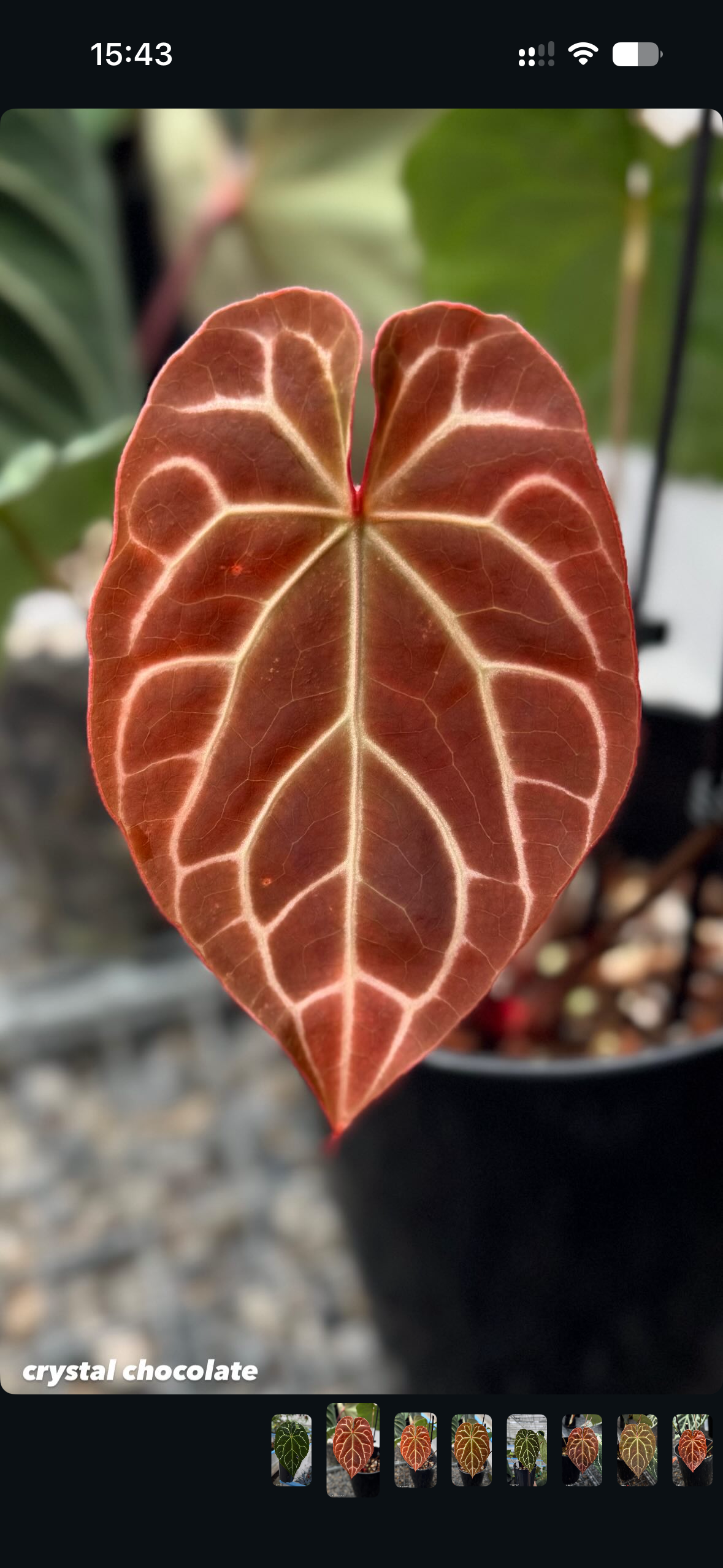 Variegated Stingray Anthurium plant with dark leaves, featuring Black Widow x Red Velvet Cake and Crystallinum ‘Chocolate’ foliage.