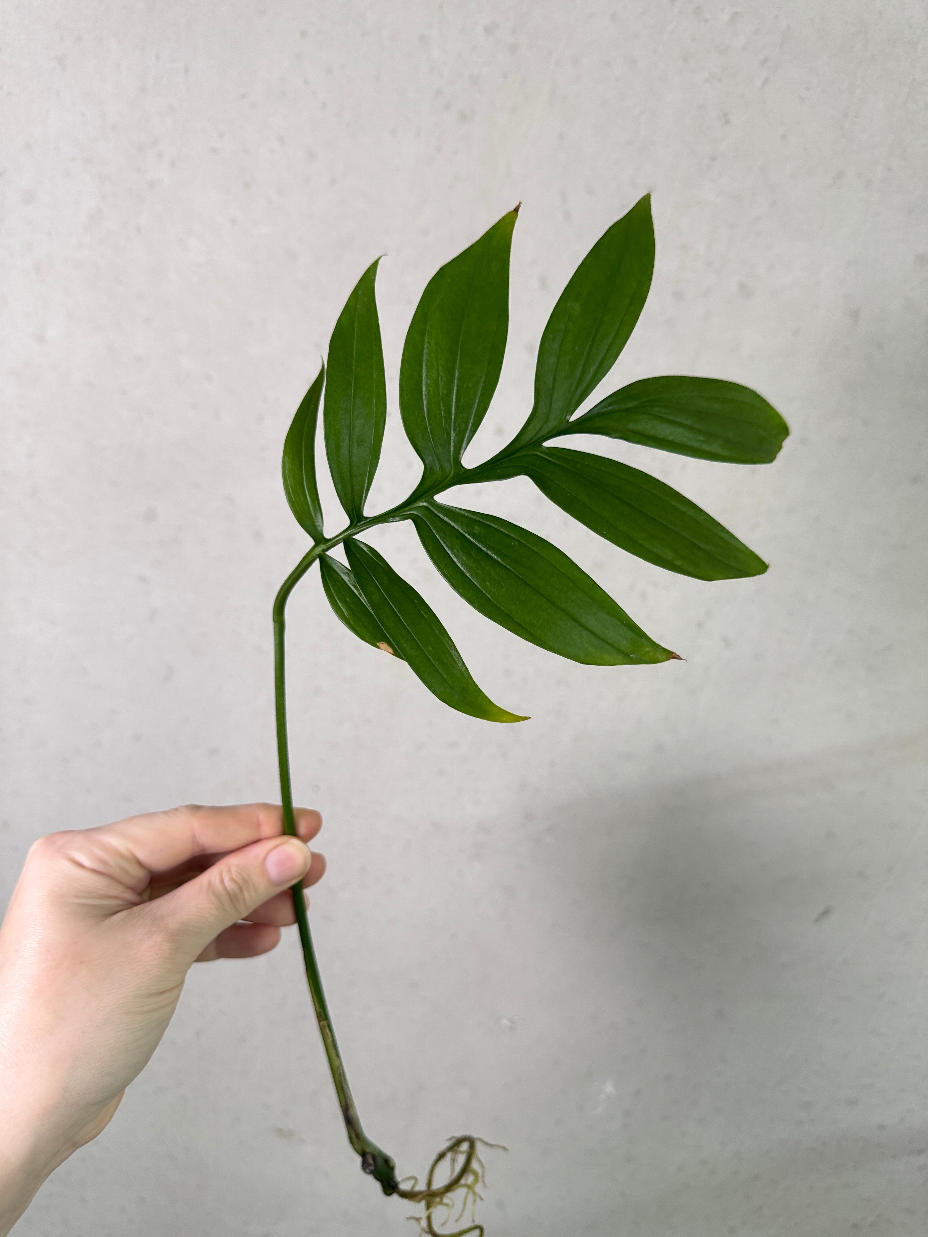 SMUKHI Monstera Subpinnata plant cutting with lush green leaves, ideal for indoor gardening and decorative displays.