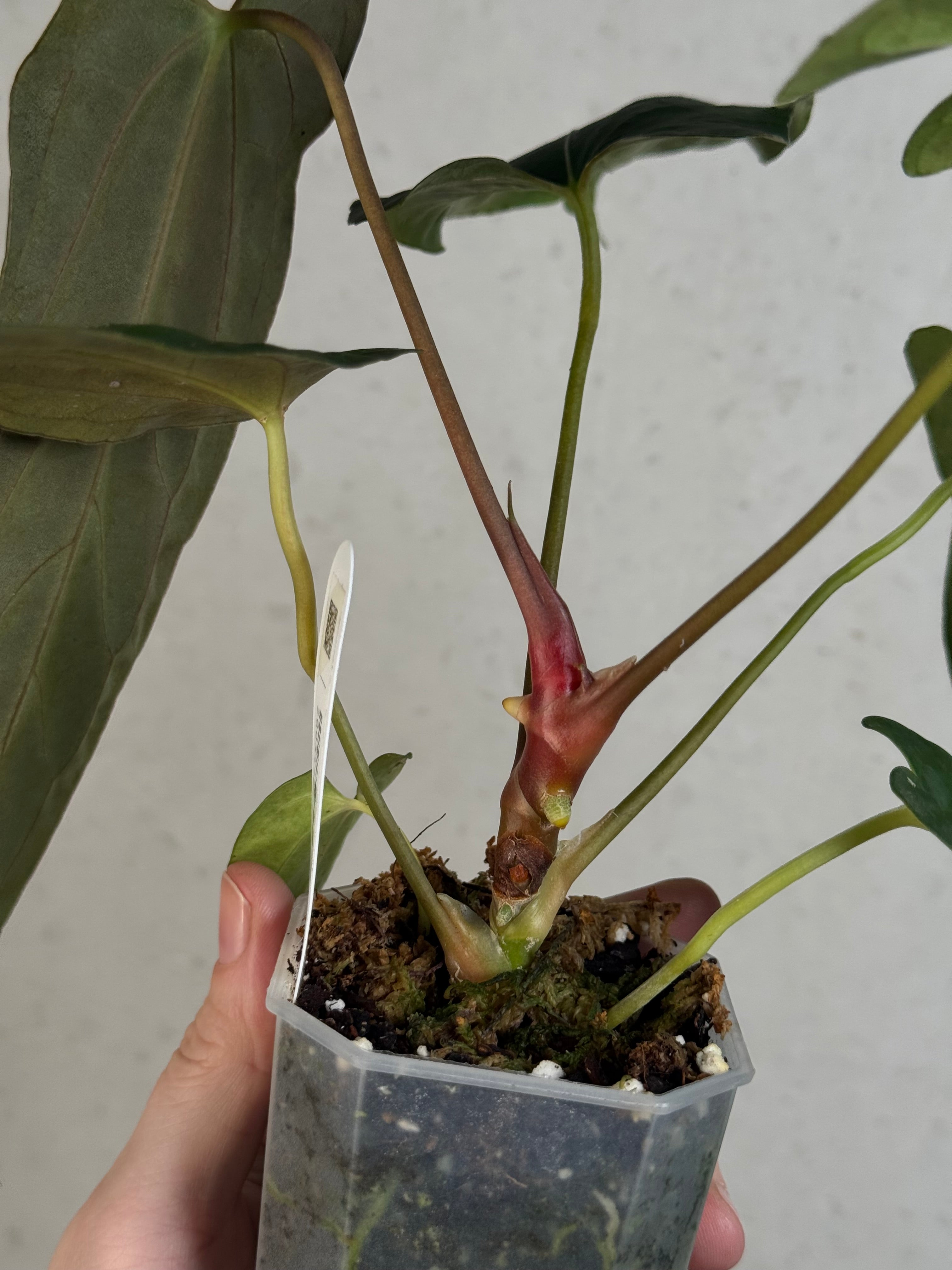 NFS: Anthurium Fort Sherman x Ralph Lynam S1