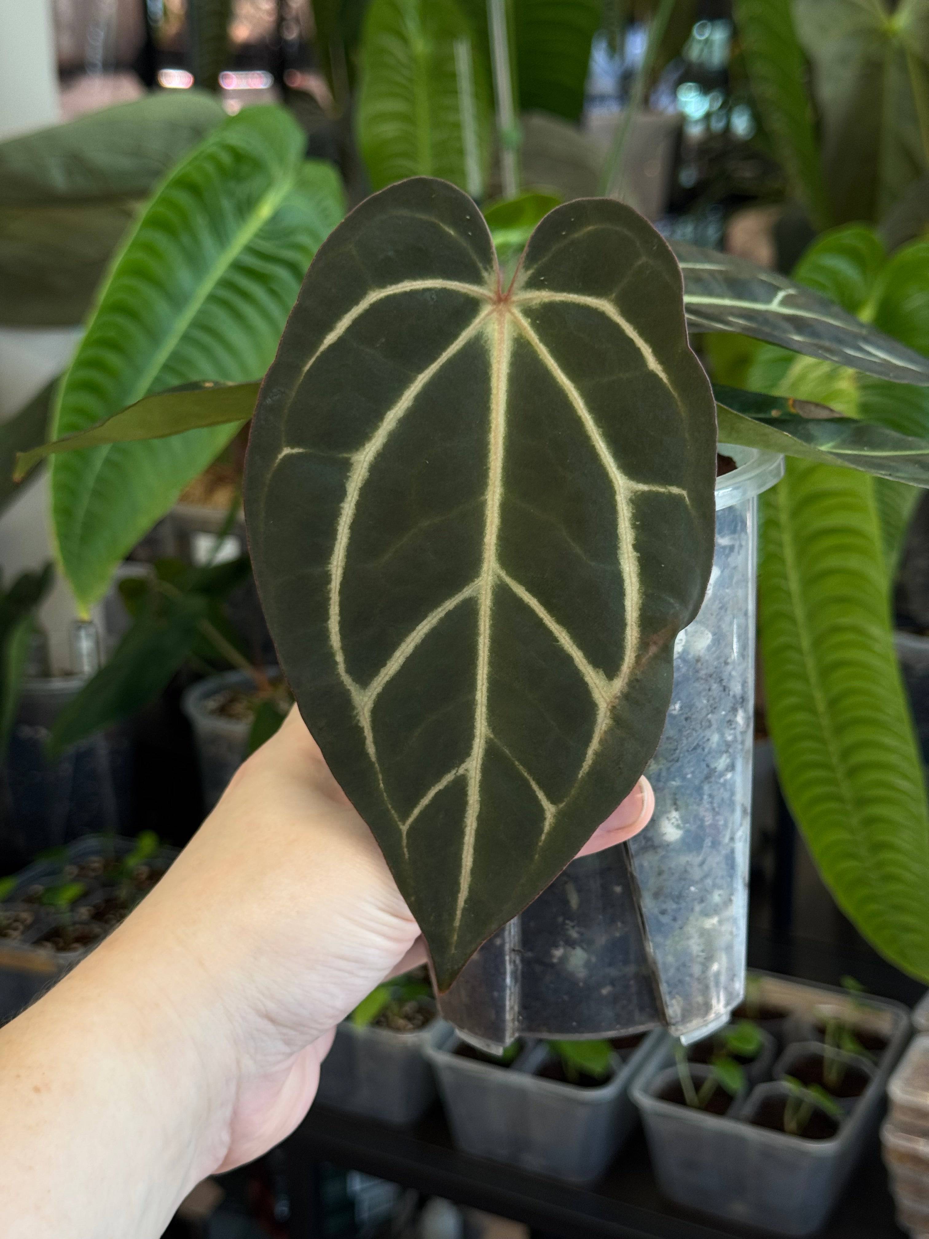 NFS: Anthurium Carlablackiae 'District' x BUZ1 - SMUKHI